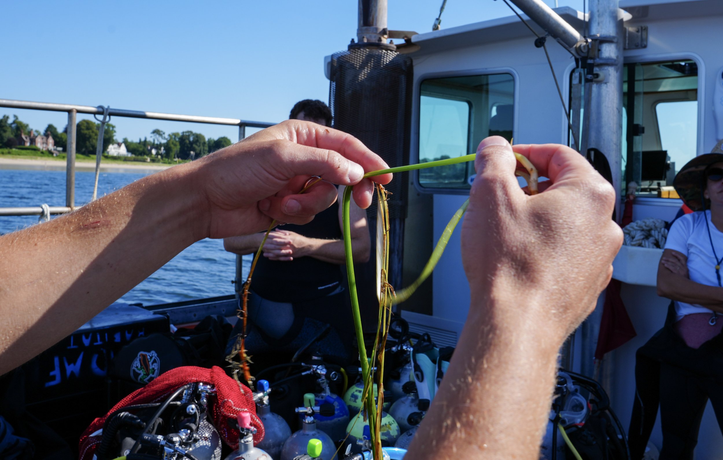 3-Eelgrass Forest hands.jpg
