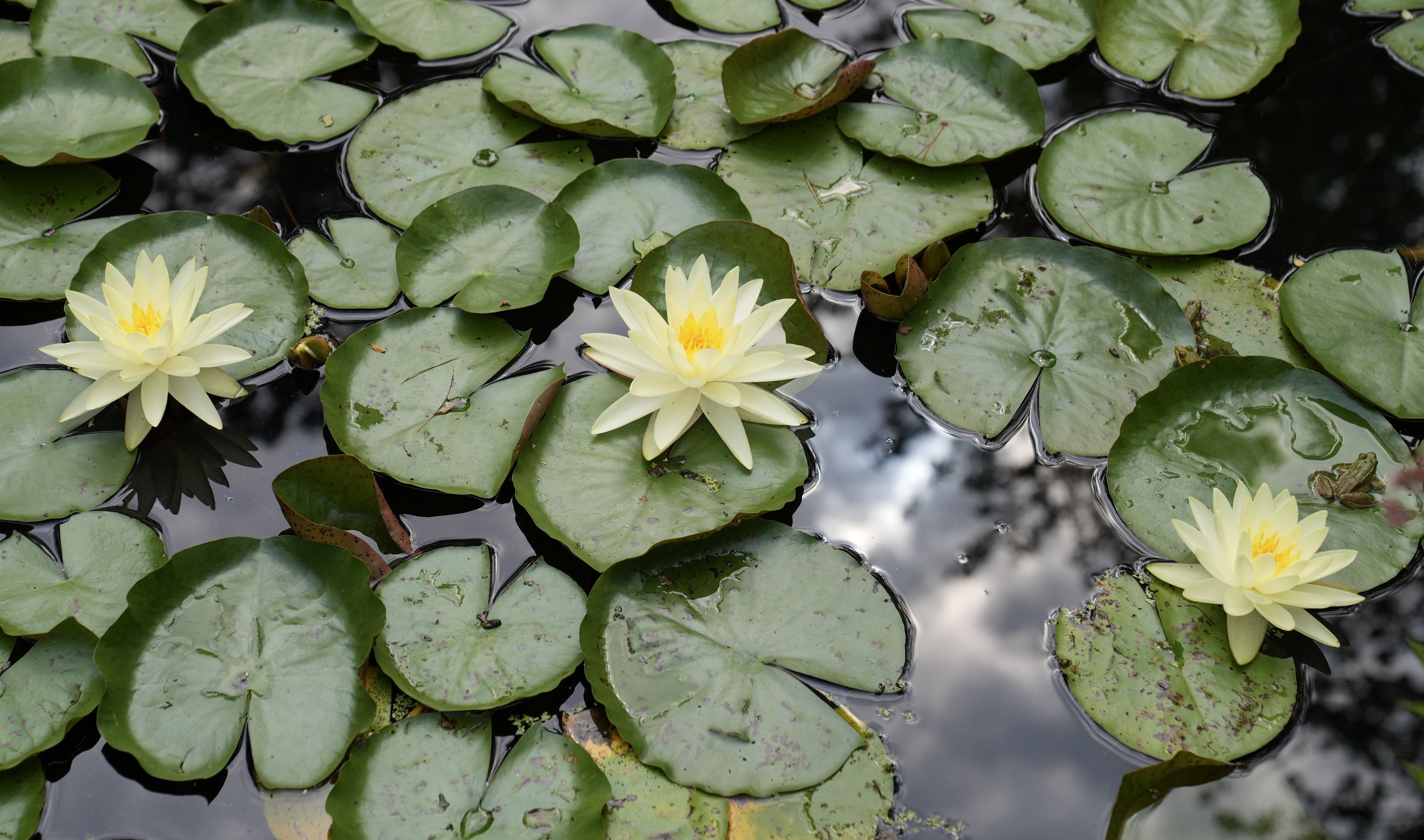1-Lilypads.jpg