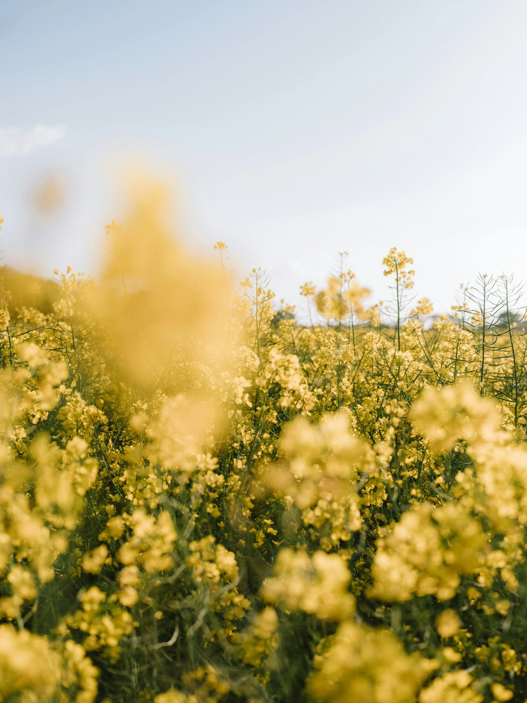A field of yellow flowers under a blue sky with a few white clouds.