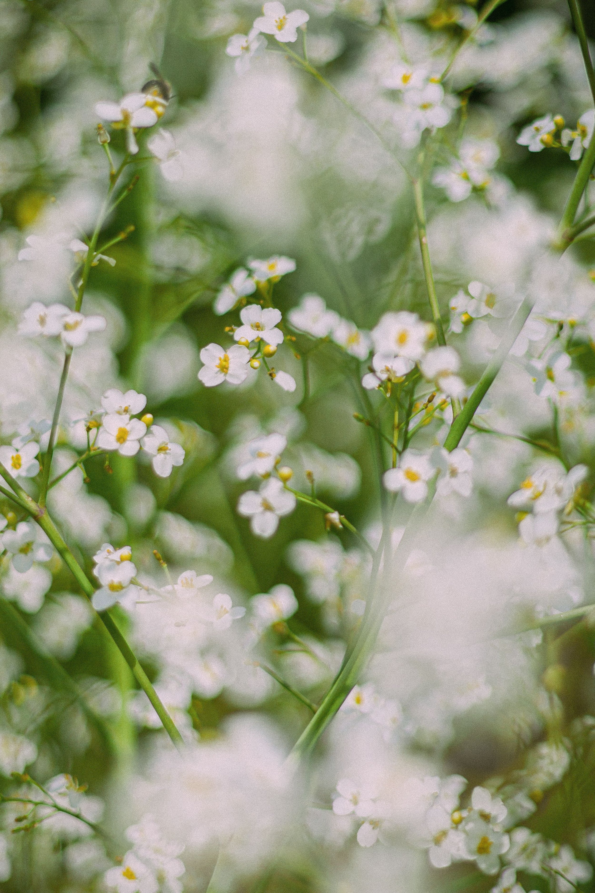 Small white flowers with yellow centers on green stems and leaves.