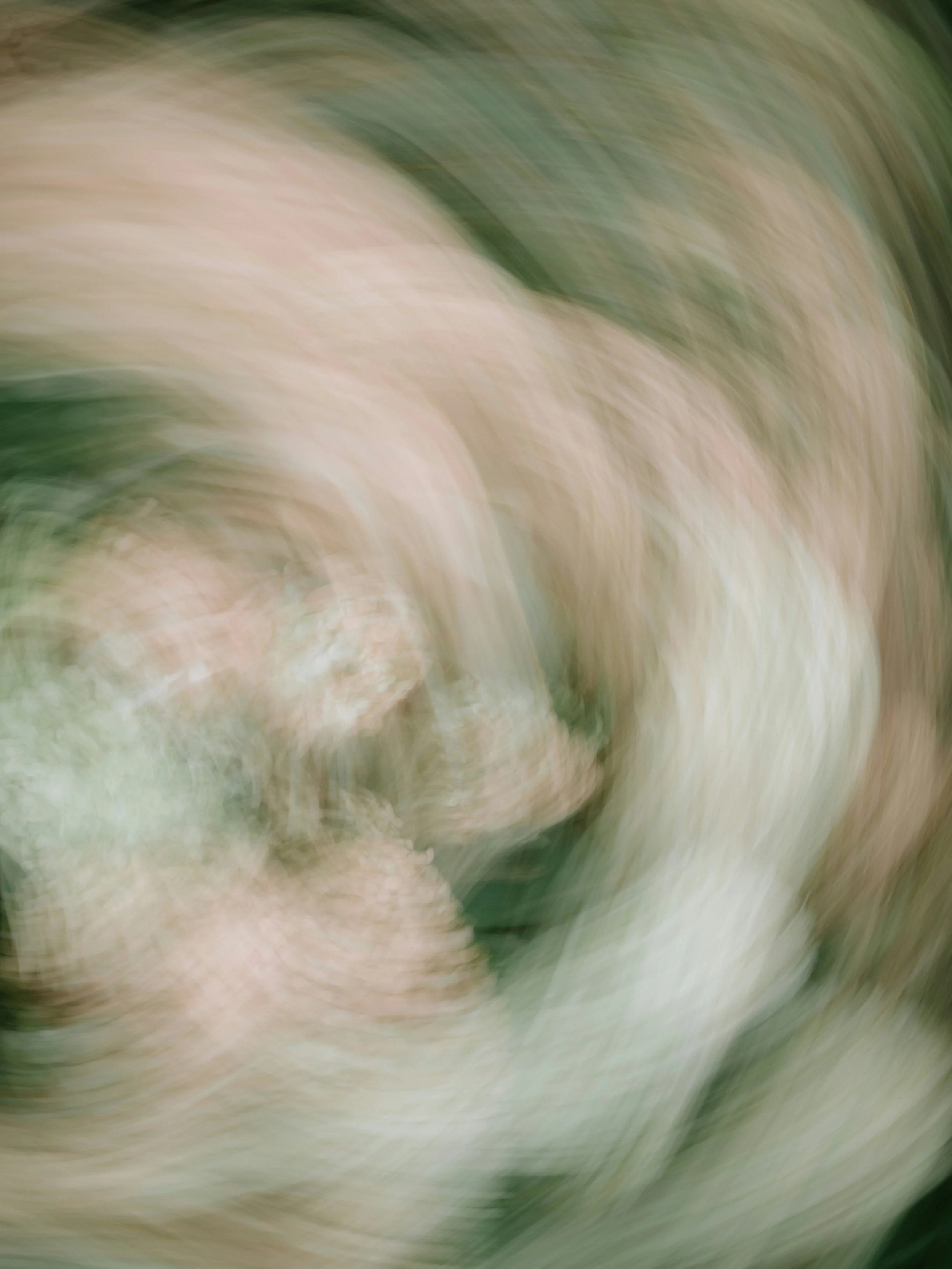 Blurred close-up image of a white flower with green background.