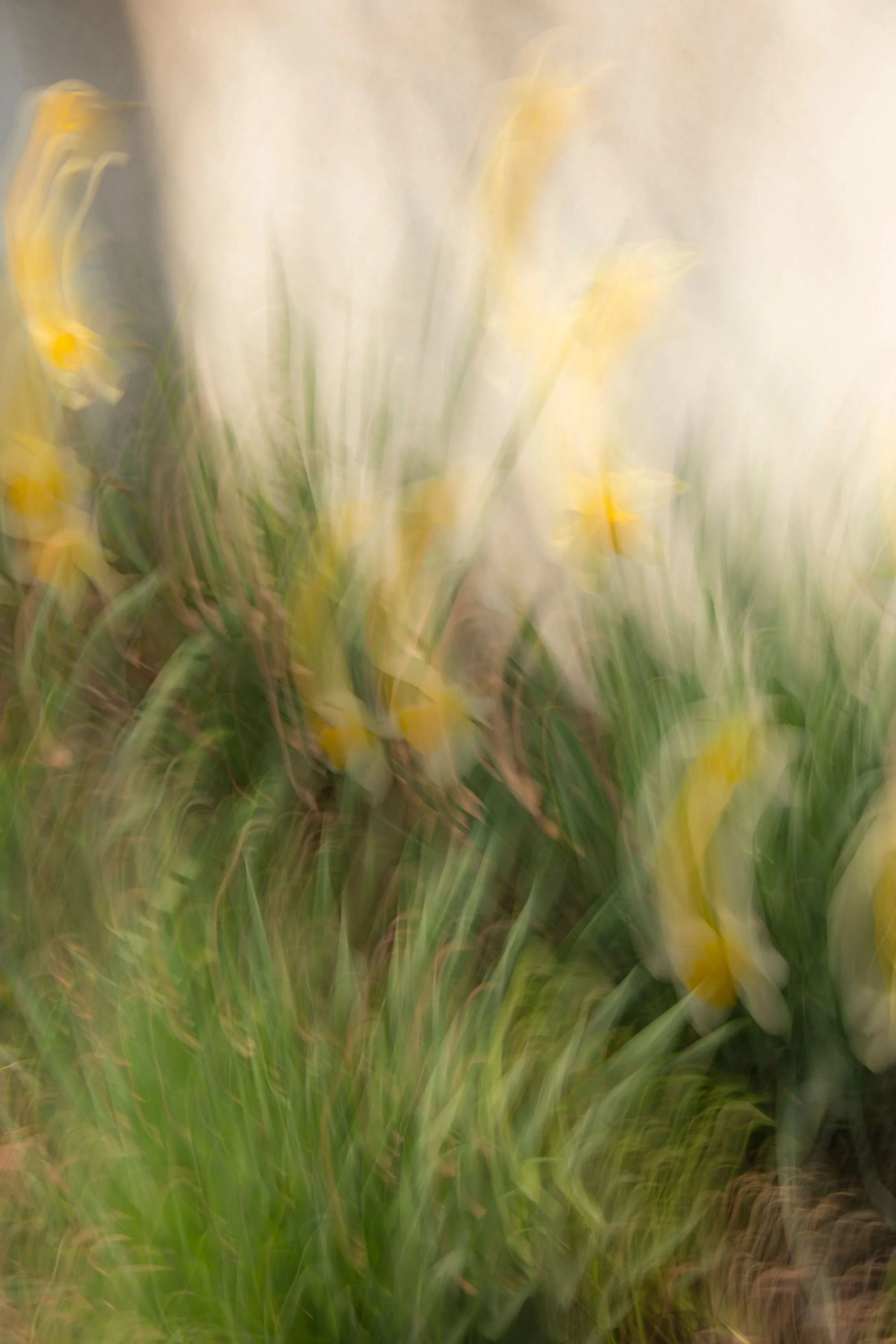 Blurred image of yellow flowers and green grass.