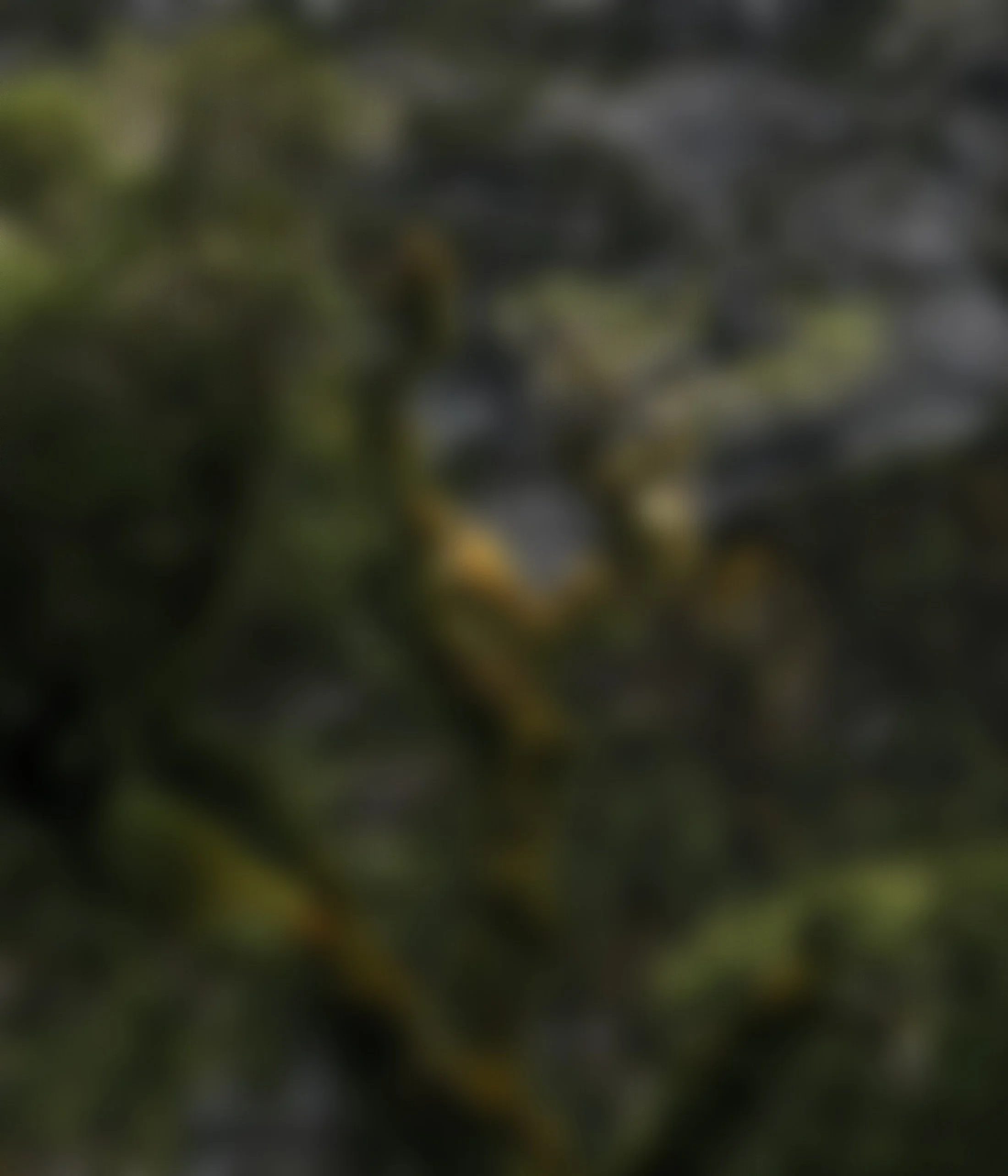 Very blurry image with indistinct dark and greenish shapes, unclear to identify specific objects.
