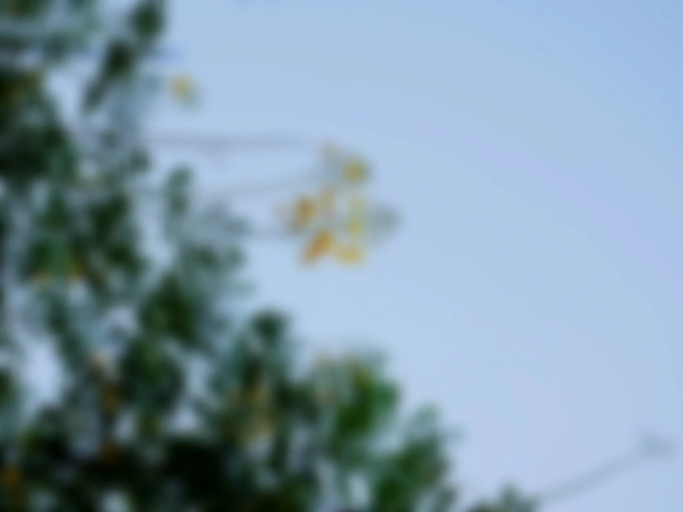 Blurry image of green leaves and a blue sky.