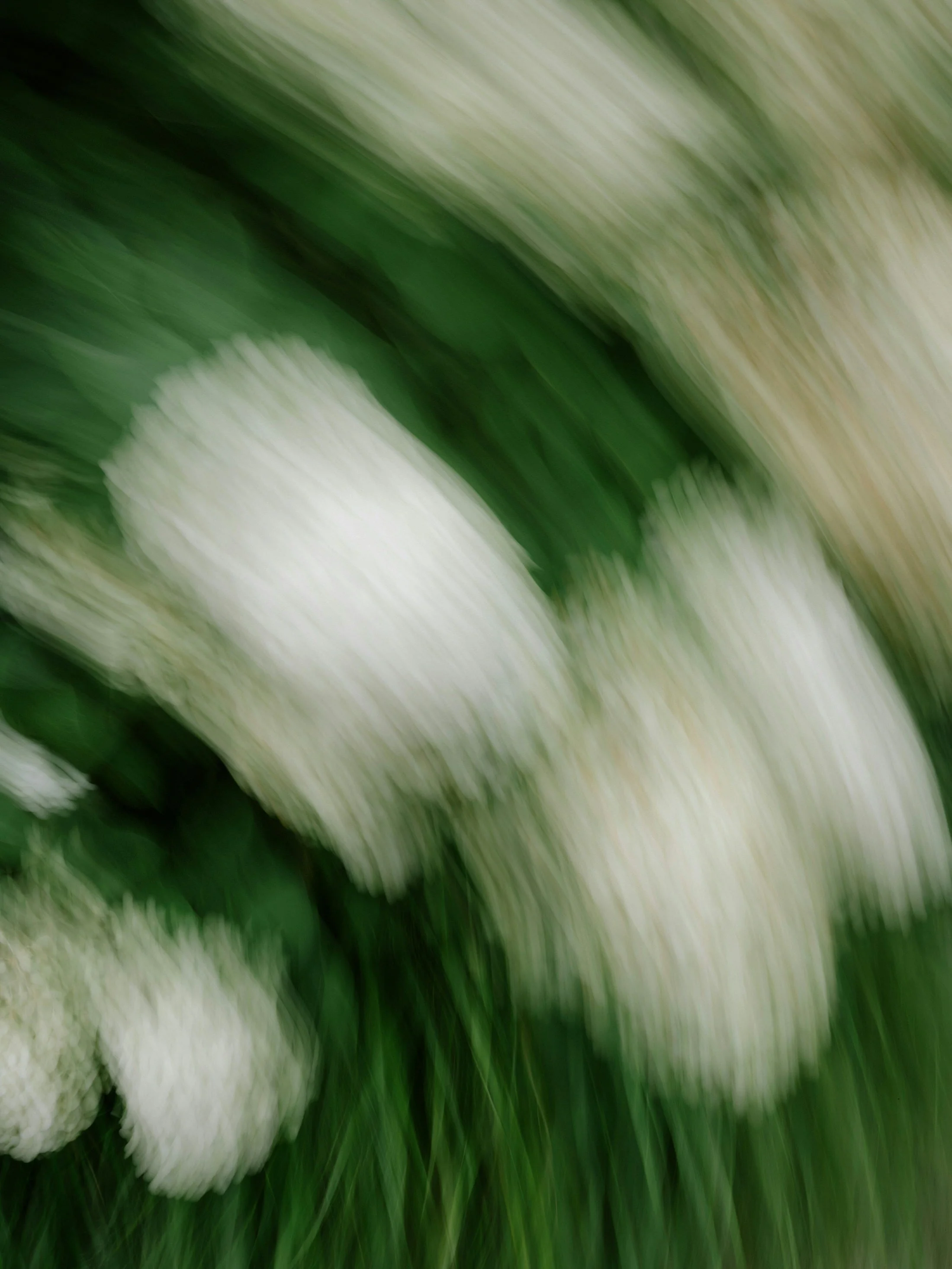 Blurred image of white flowers with green leaves and grass.