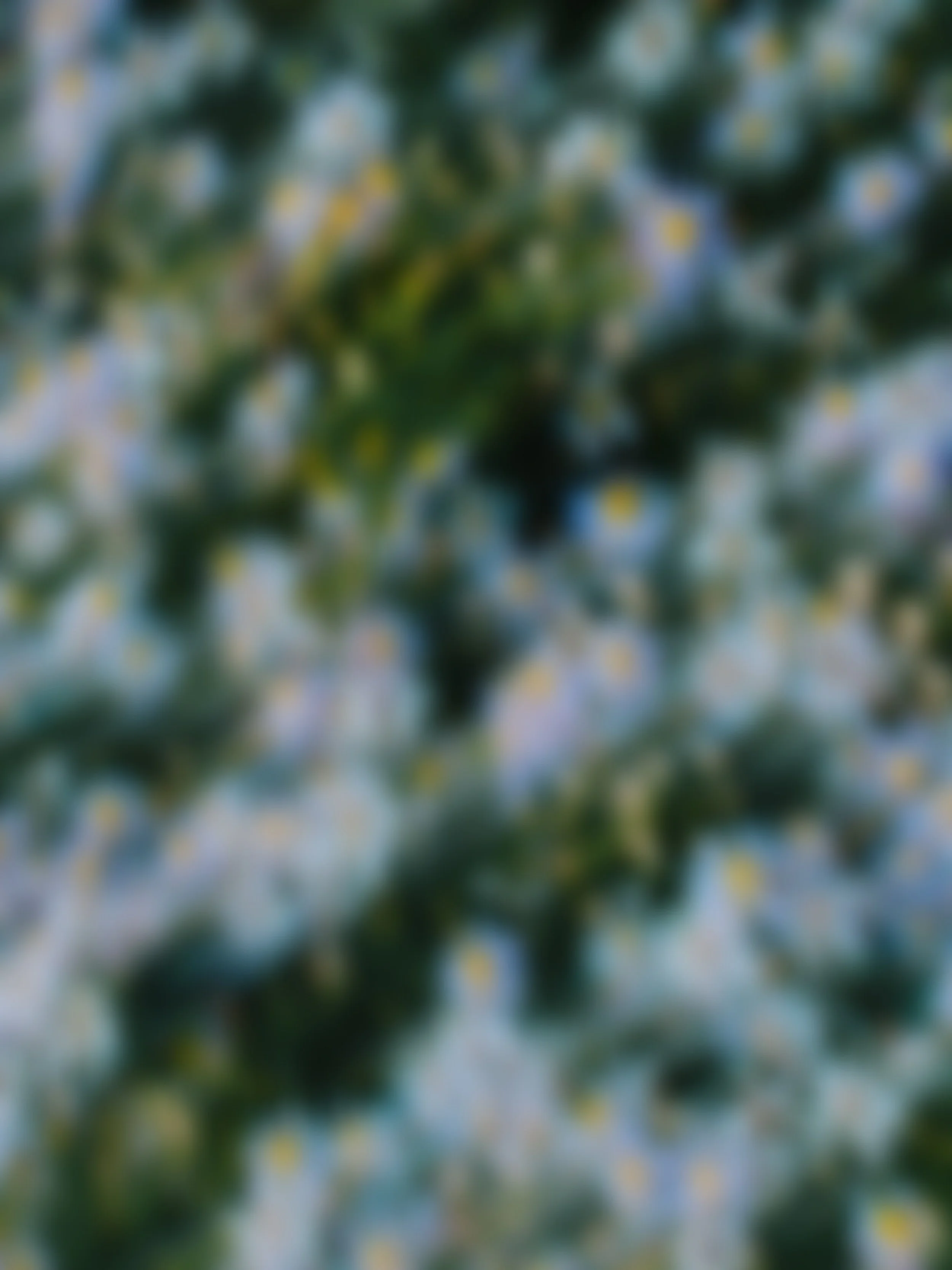Blurred outdoor scene with green and yellow foliage