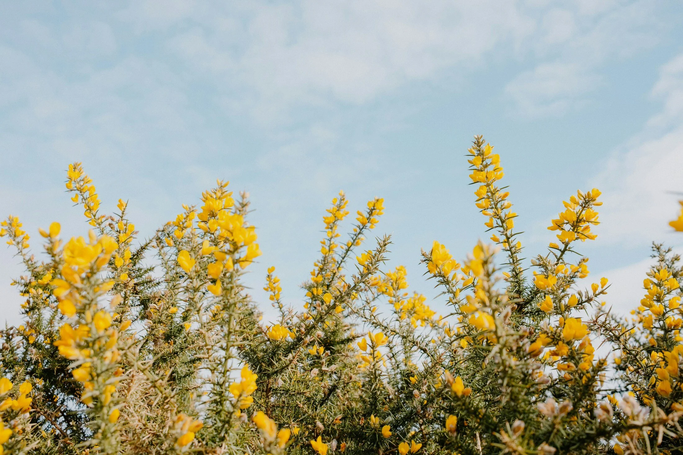 Yellow flowering plants against a blue sky with some clouds