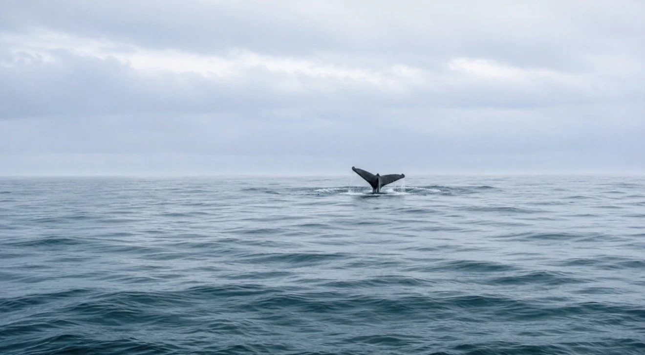 The Whale and the Barnacles
