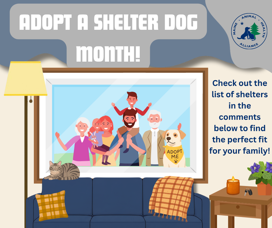 Adopt A Shelter Dog Month