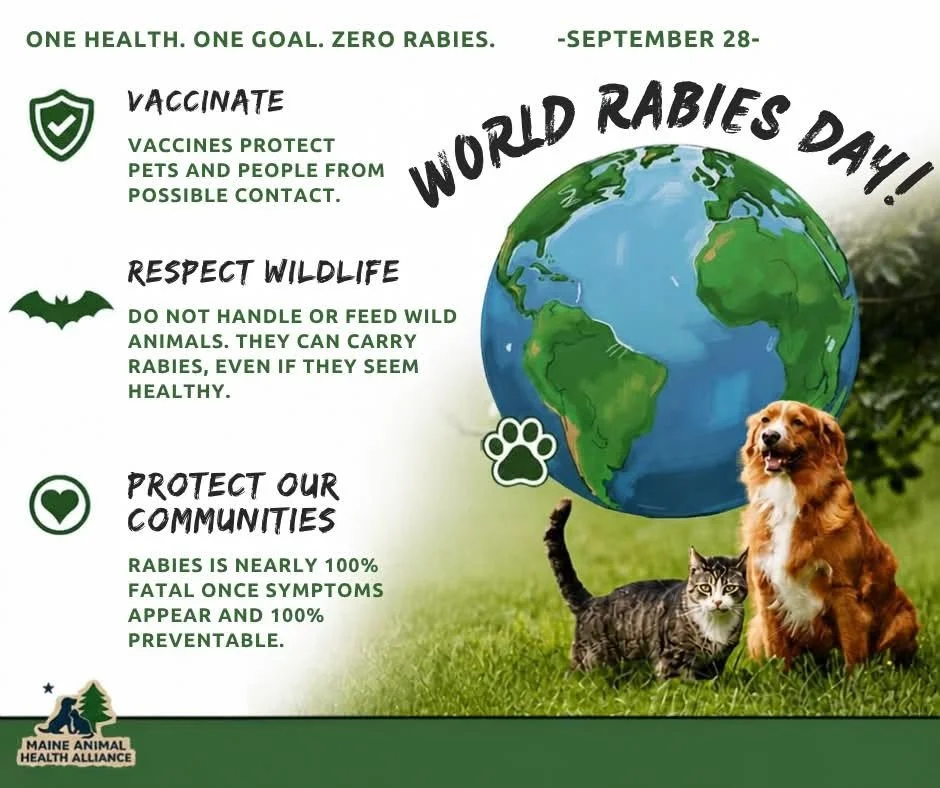 World Rabies Day