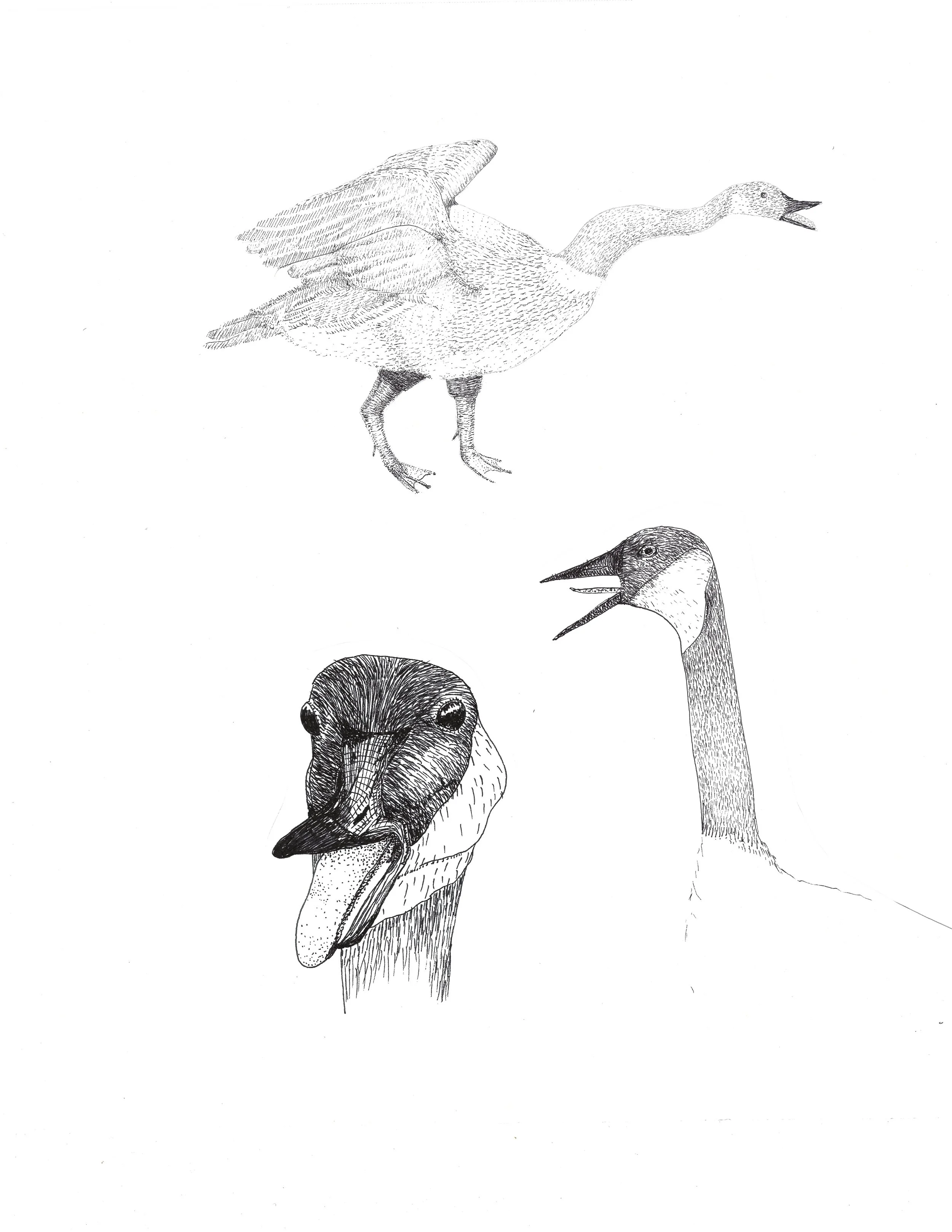 And listen to geese squawking
which is really just their talking