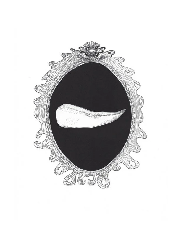 pointed tongue.jpg