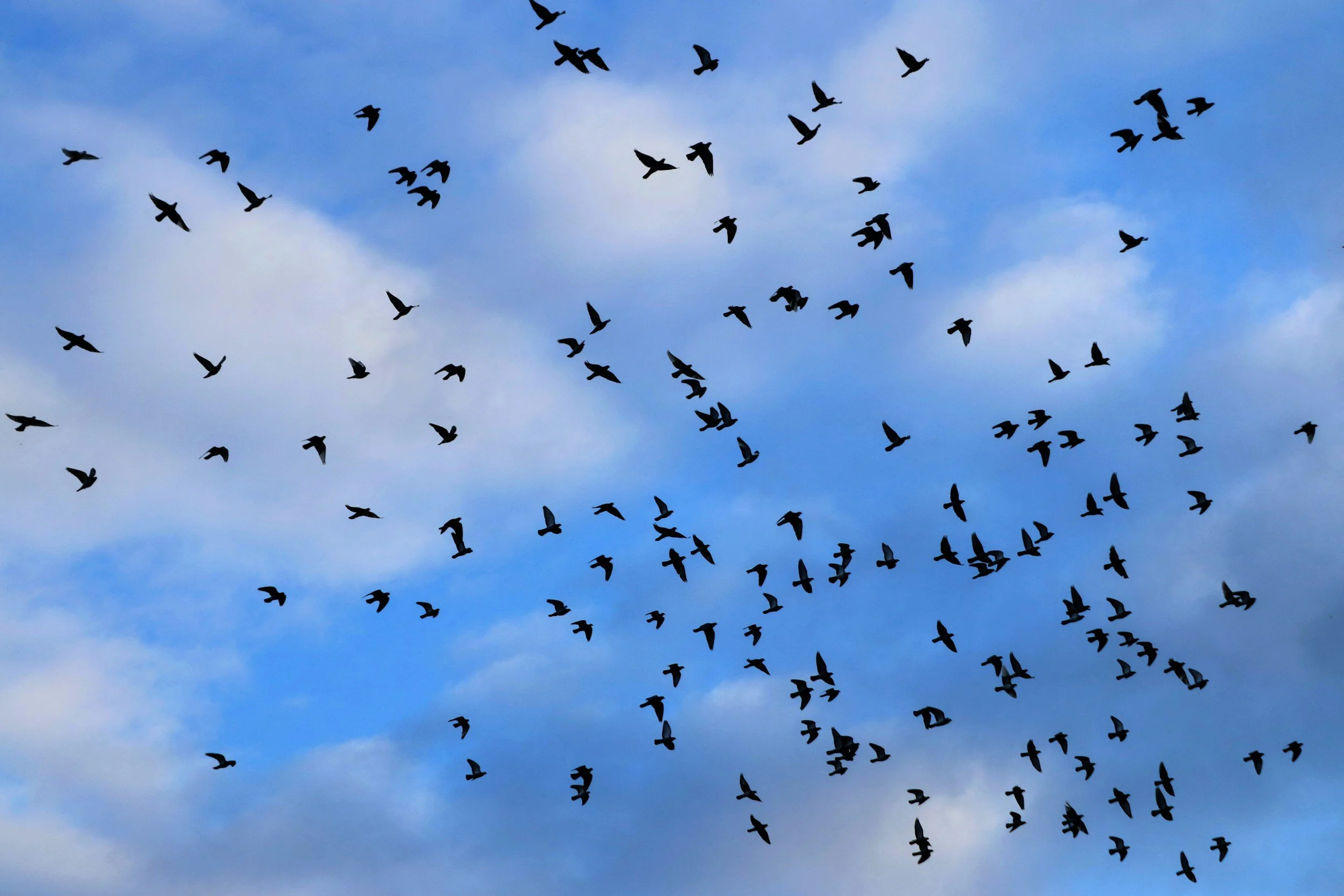 A flock of birds flying in a V formation against a blue sky with some wispy clouds.