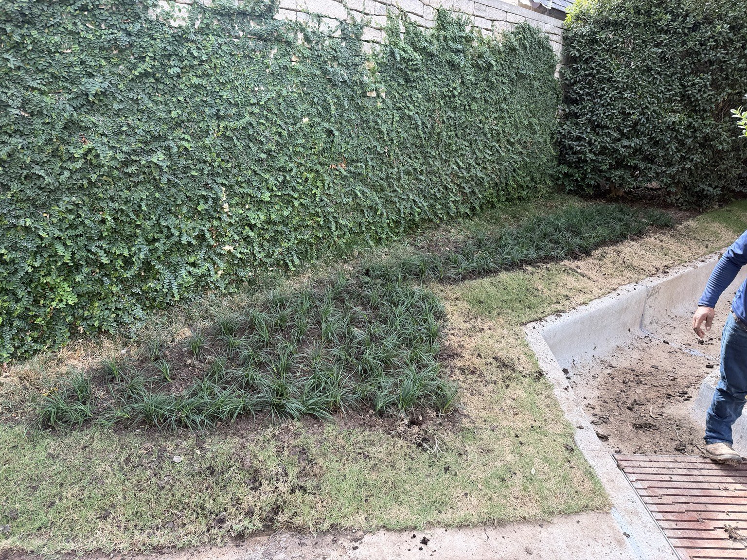 Landscape restoration — planting and turf work beside a concrete drainage channel.