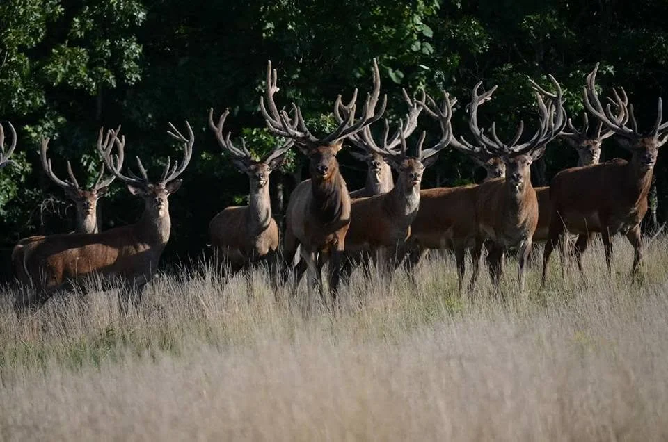 A group of elk standing in a grassy field with trees in the background.