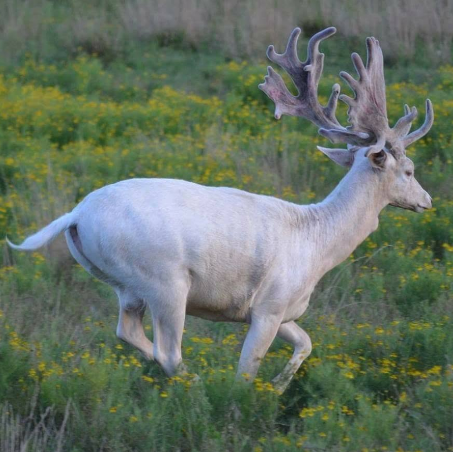 A white fallow deer at Piney Ridge Ranch with large, velvety antlers walking in a field of yellow flowers and green grass.
