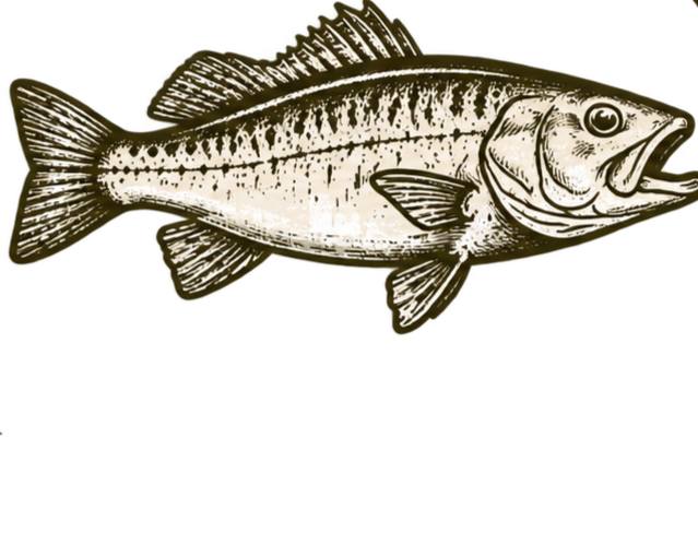 Illustration of a fish with detailed fins and sharp features.