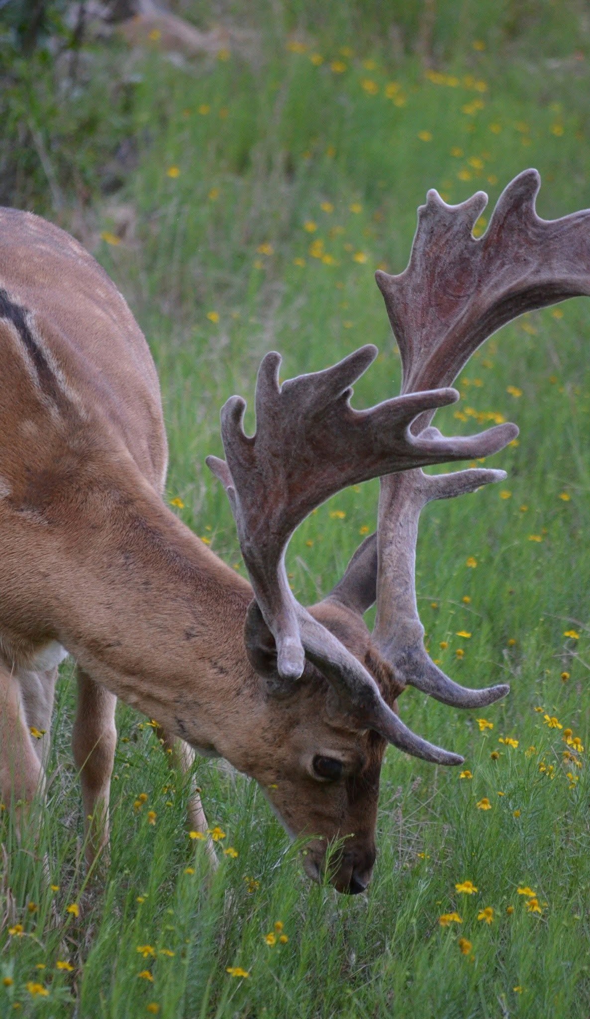 A close-up of a deer with large antlers grazing in a grassy field with yellow flowers and green trees in the background.