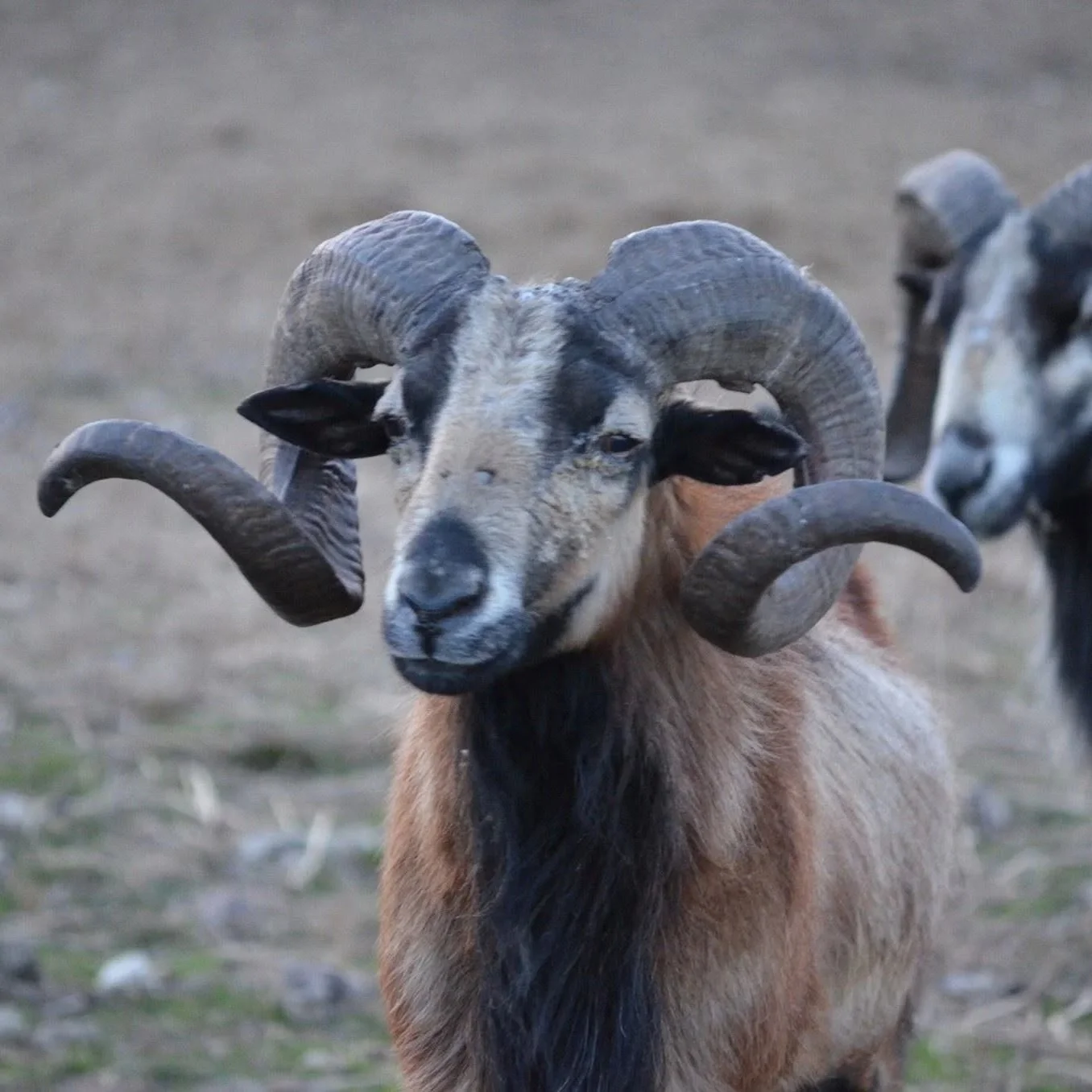 A close-up of a goat with large, curved horns and a brown and black coat, standing outdoors on a dirt ground.