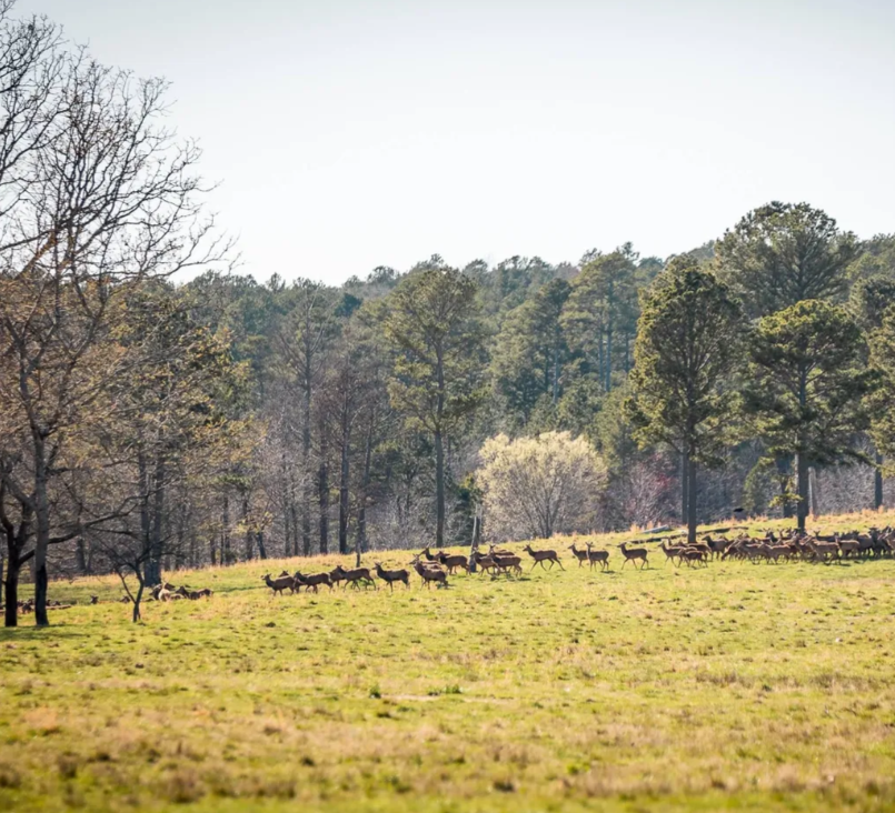Herd of deer running across a grassy field with a wooded forest in the background on a sunny day.