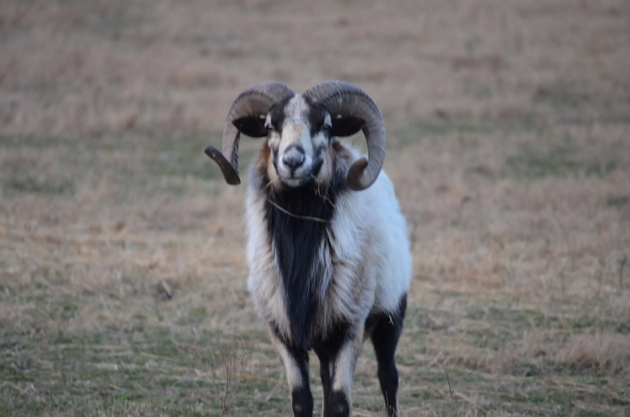 A goat with large, curled horns standing on a grassy field, facing forward.