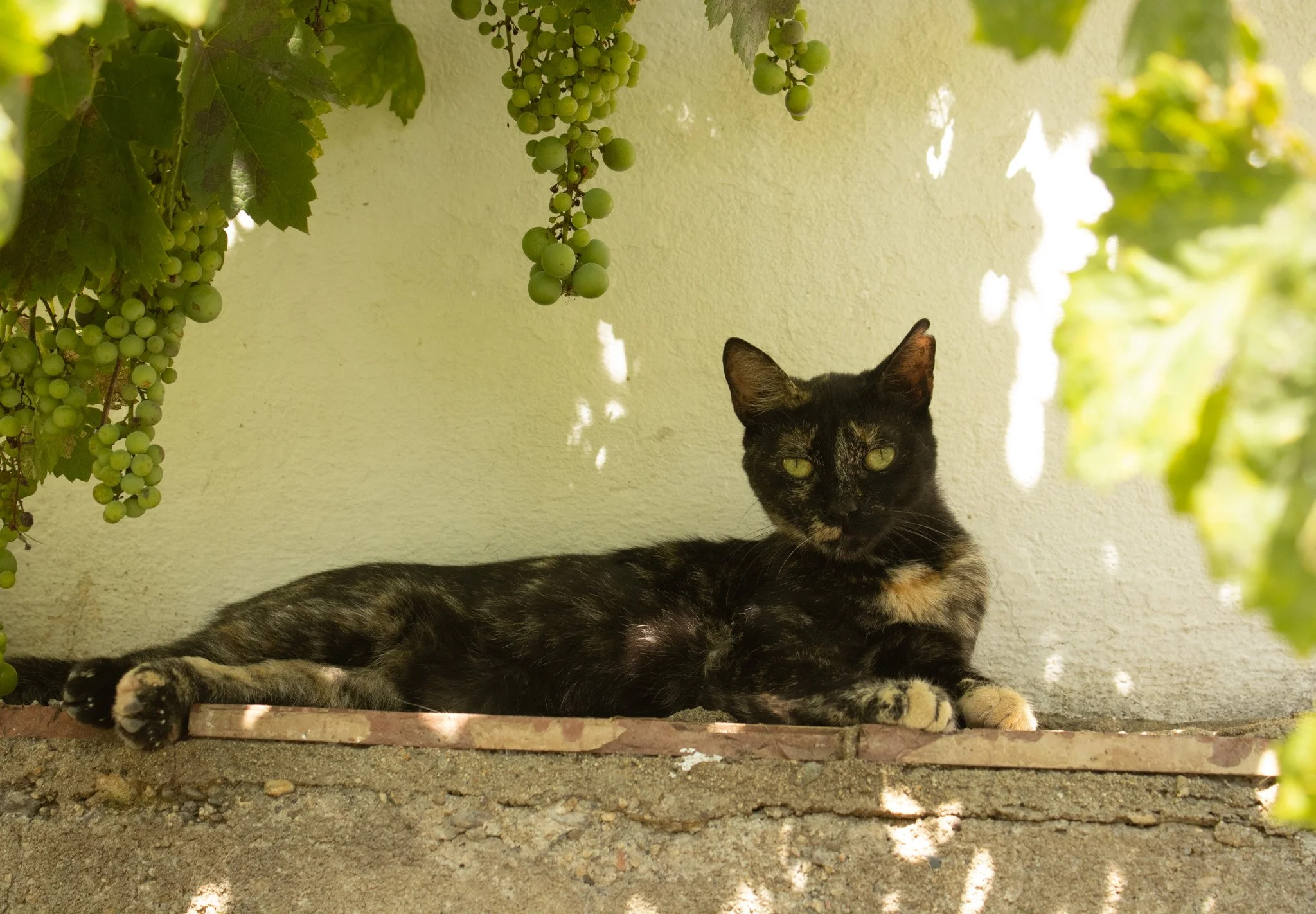 Vino the Cat, Cadaques, Spain, 2024.