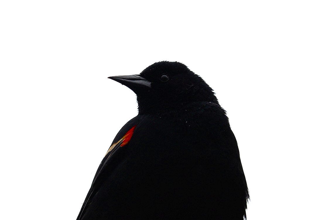 IMG_7954.png