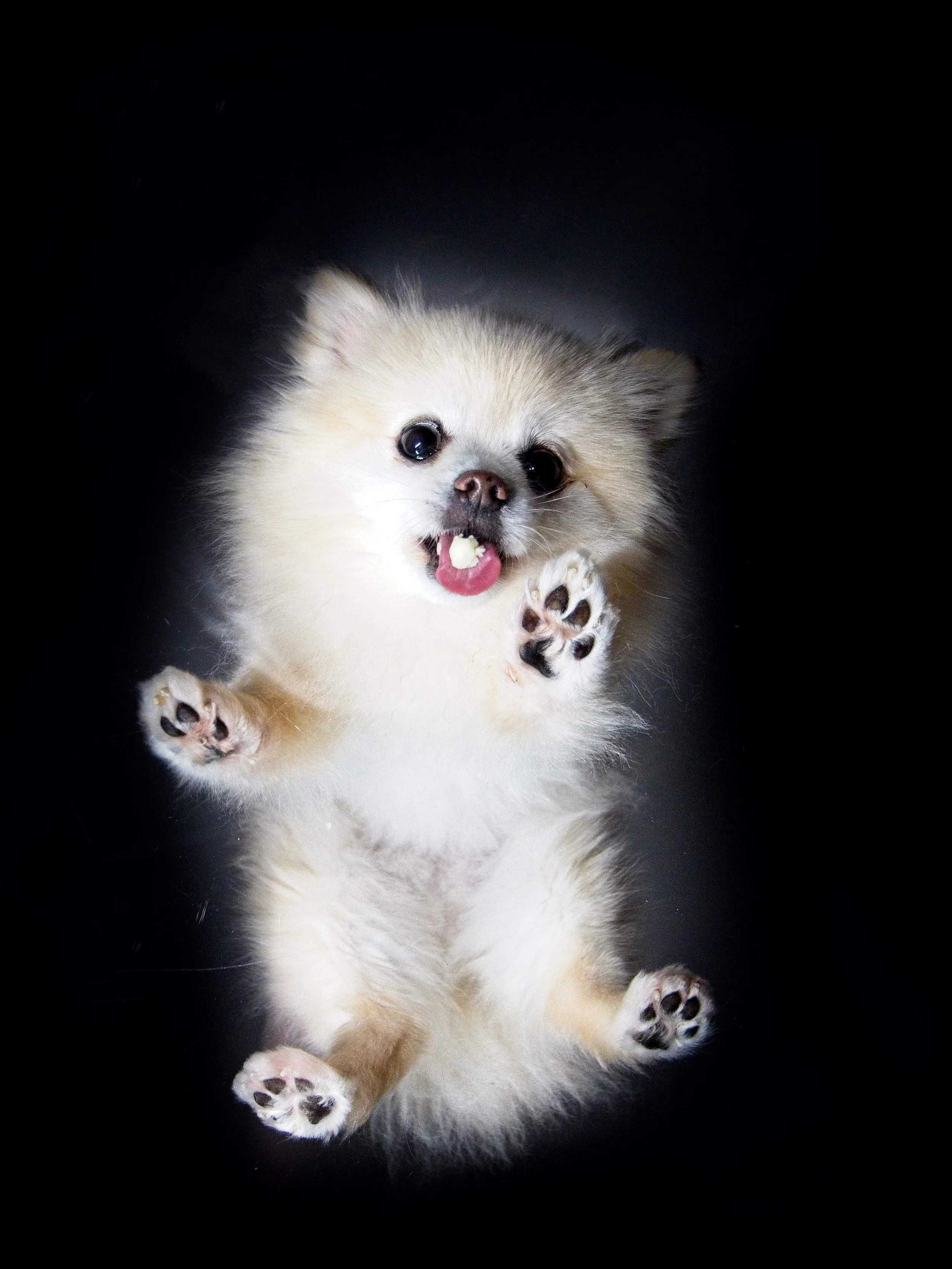 Noodle the Dog!
&bull;~&bull;~&bull;~&bull;
Paw print photoshoot of the adorable Noodle! All paw print shoots are currently on pause until October 15th. DM for booking inquiries for all pet photoshoots!!
&bull;
📸 Canon R10 f2.8 17-55
Services, rates