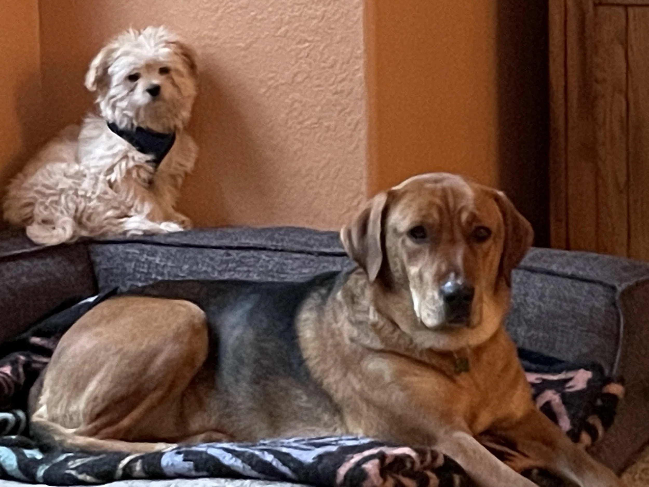dogs are resting on a couch in a cozy room with orange walls and wooden furniture. One dog with a dark brown and tan coat is lying down, while the other two, one with a cream-colored, wavy coat and the other with a brown and black brindle coat, are sitting and lying with their heads on the cushion.