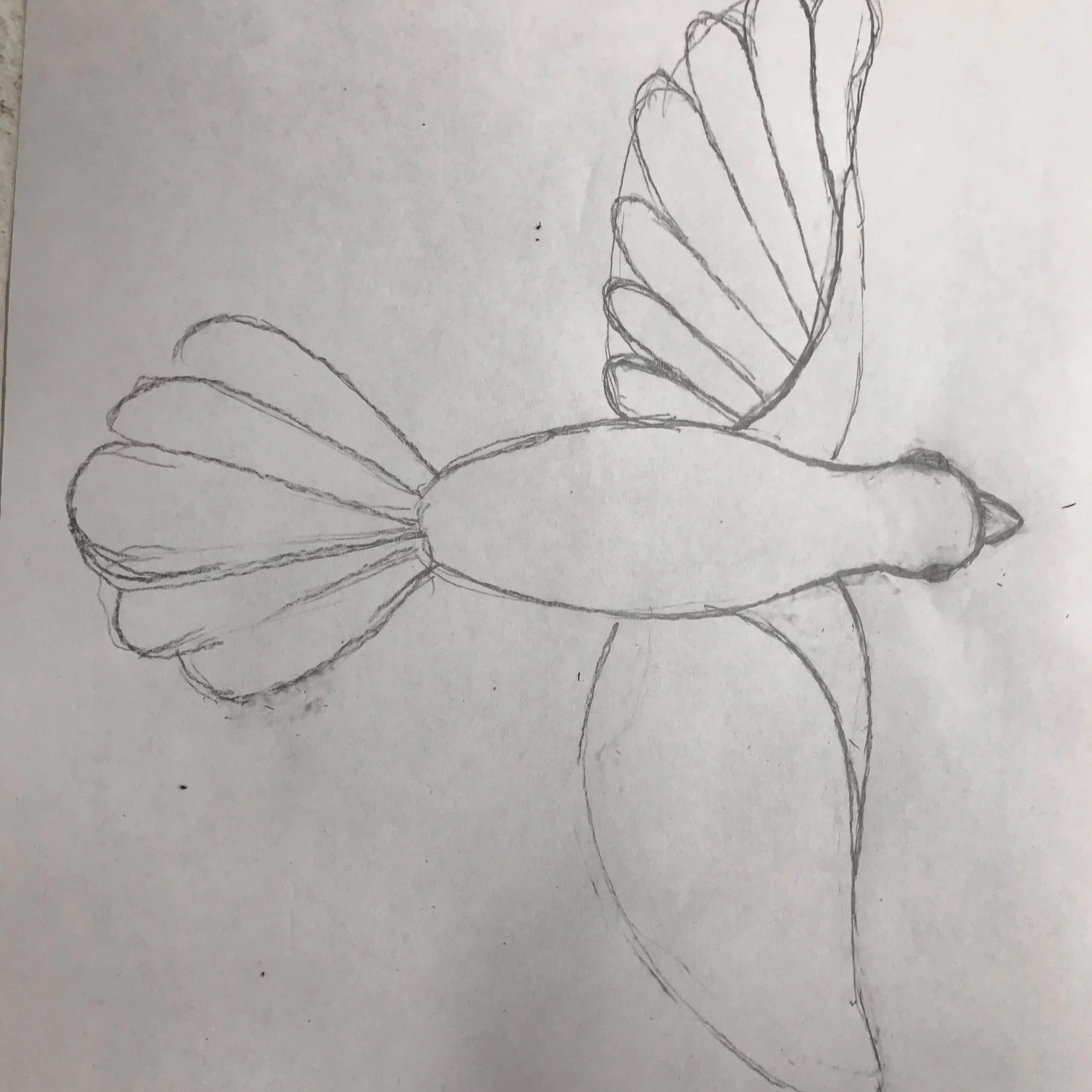 Bird Sketch - Jane Wendling Pompilio