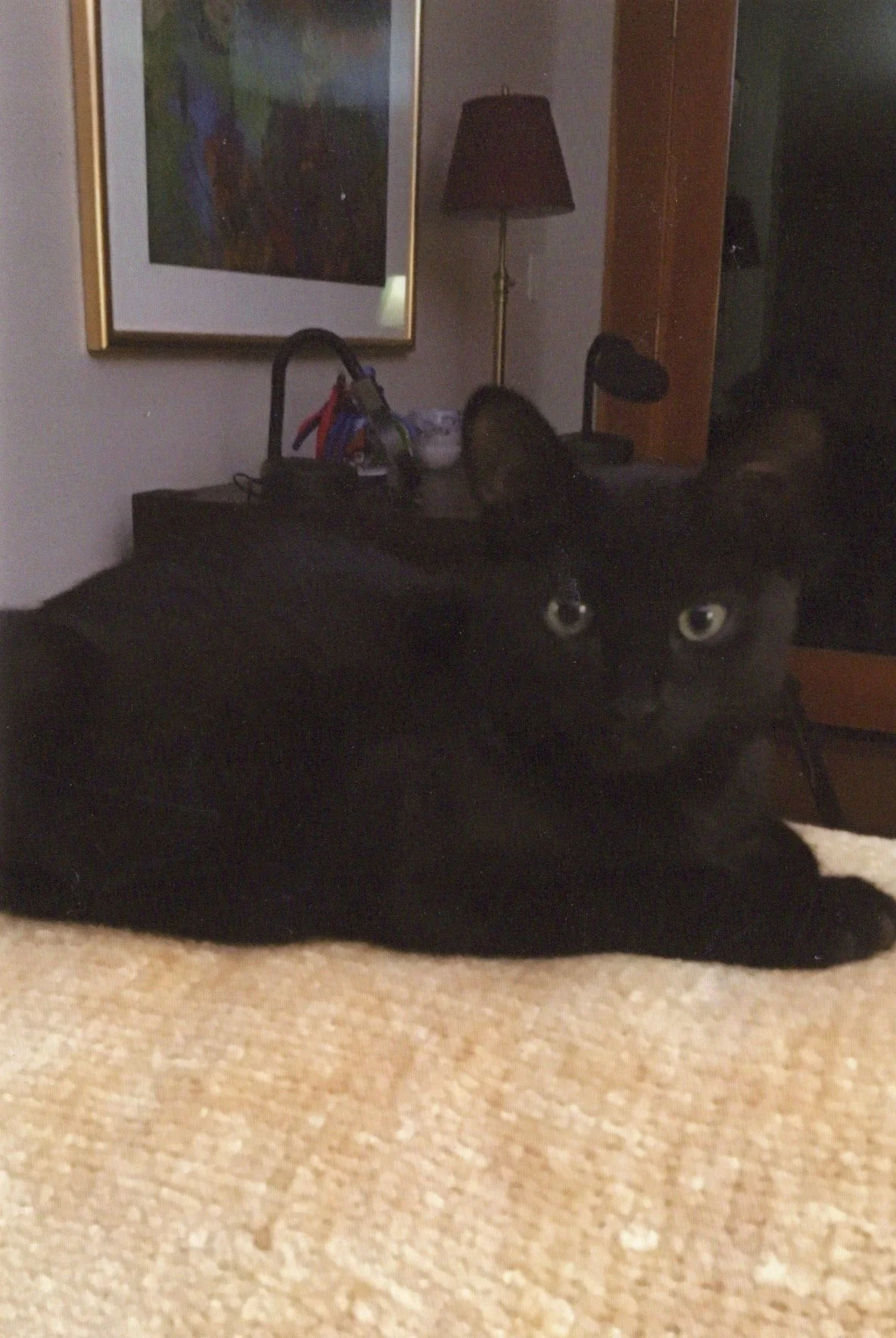 Diana’s beloved cat Billi when he was a kitten, 2020. He died at the young age of 5.