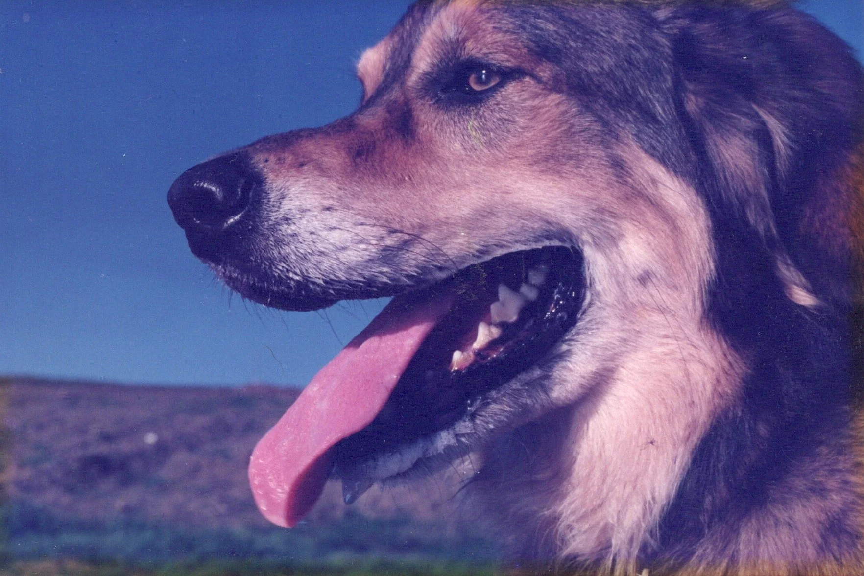 Diana and Roberta’s beautiful dog, Brandy, 1990.