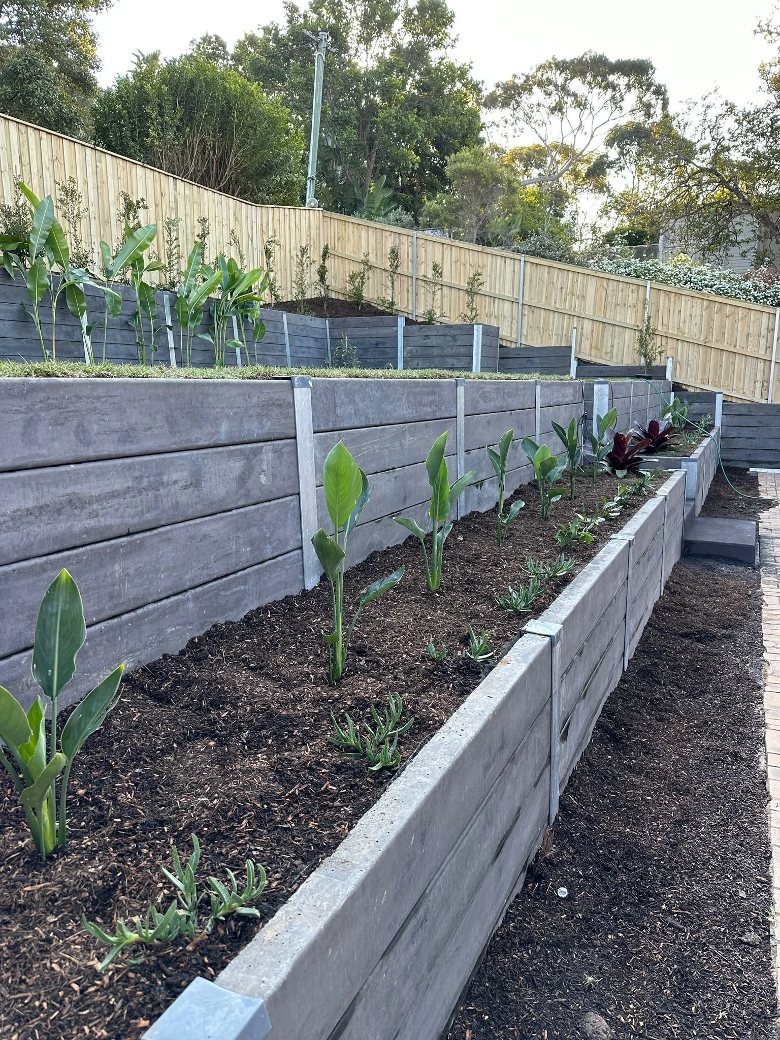 Tiered wooden garden beds with young plants and trees, fenced with a wooden fence, in a backyard with trees and sky in the background.