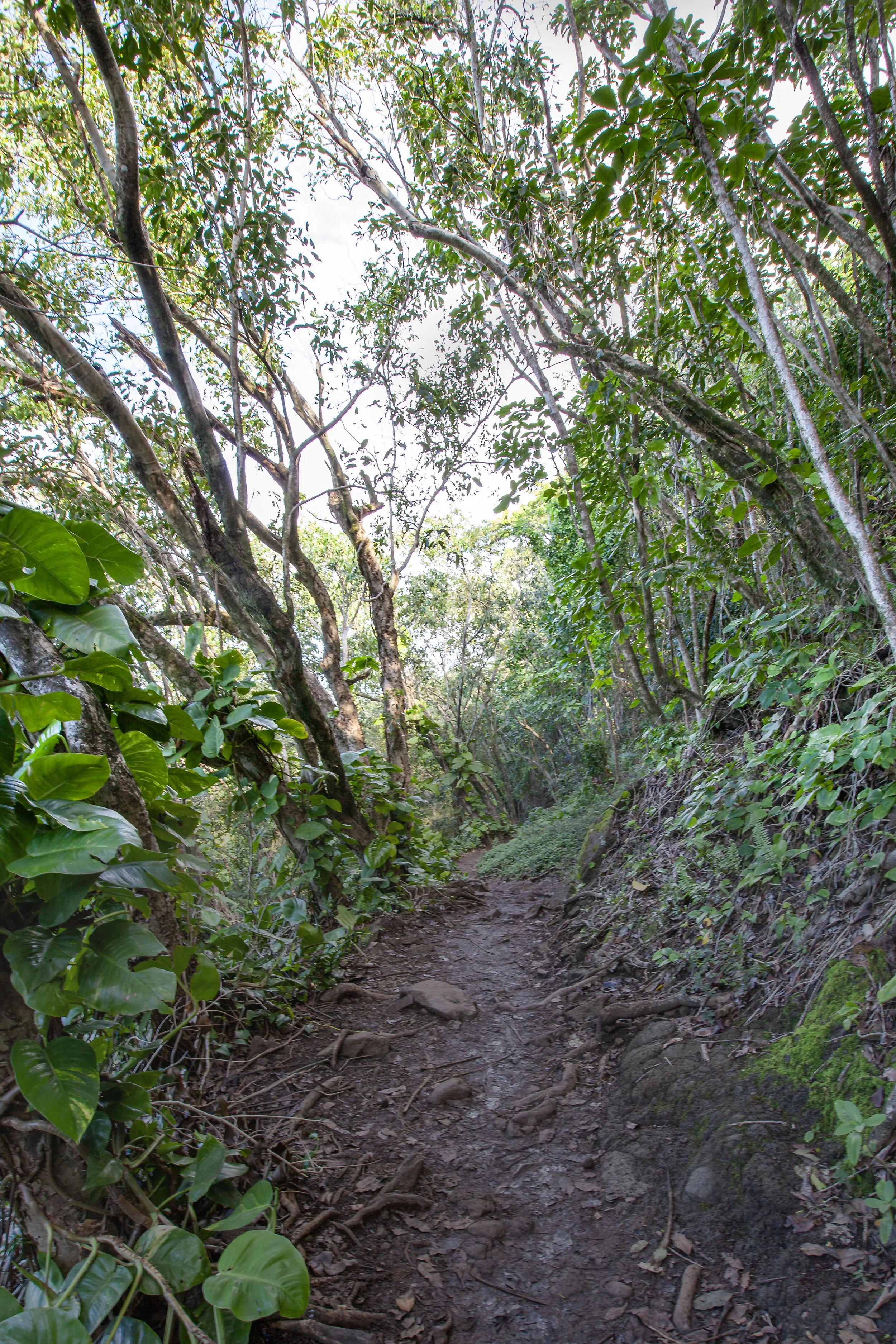 Kauai - 2013