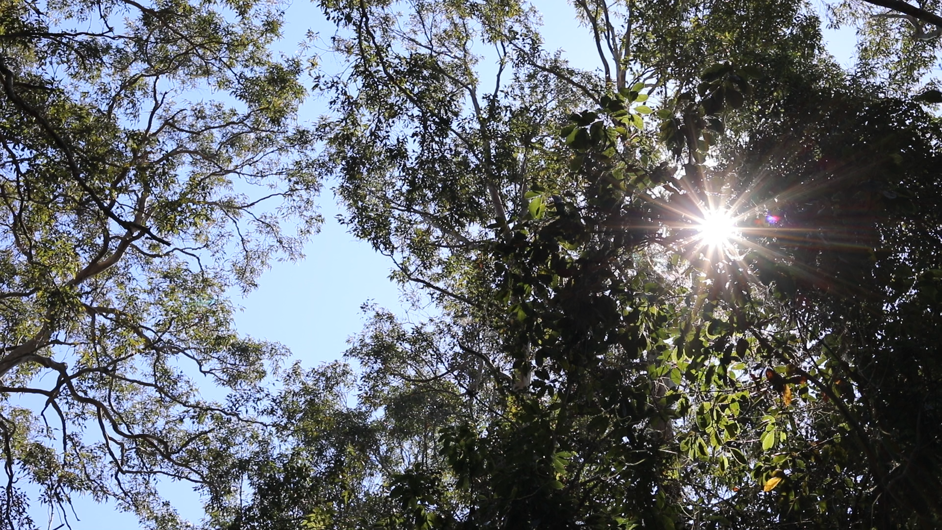 Sunlight Shining.png