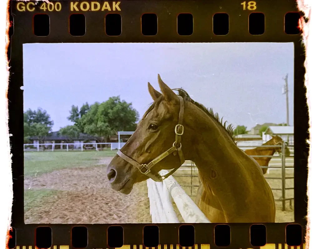 Horse Profile Mobile.webp