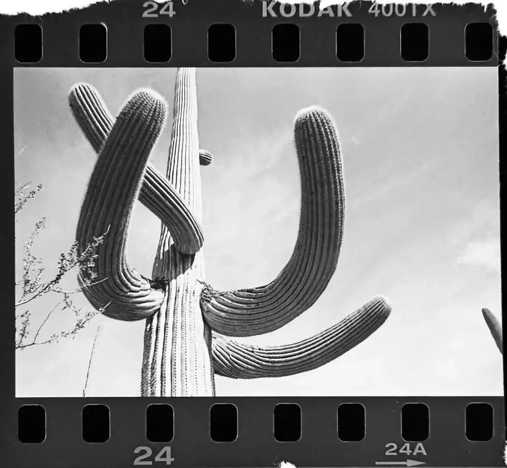 Saguaro Arms Open Mobile.webp