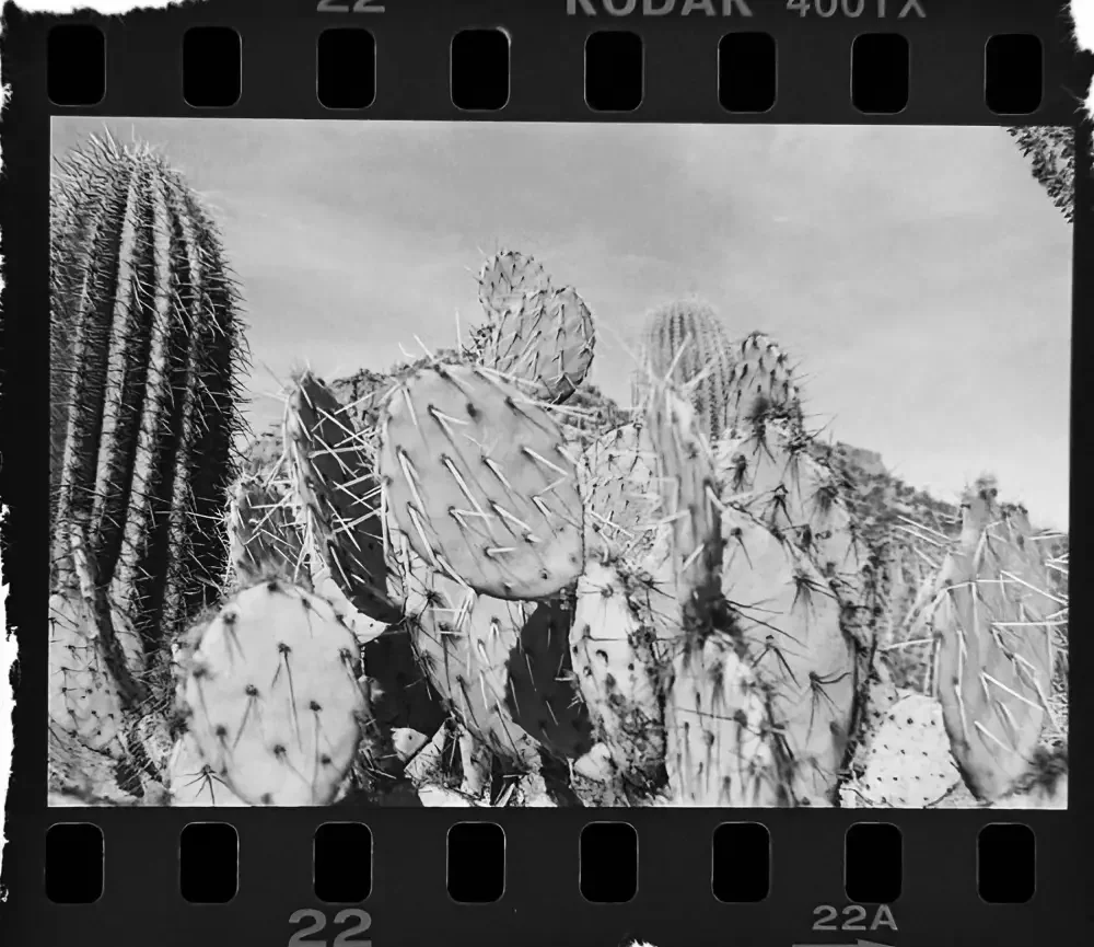 Prickly Pear Mobile.webp