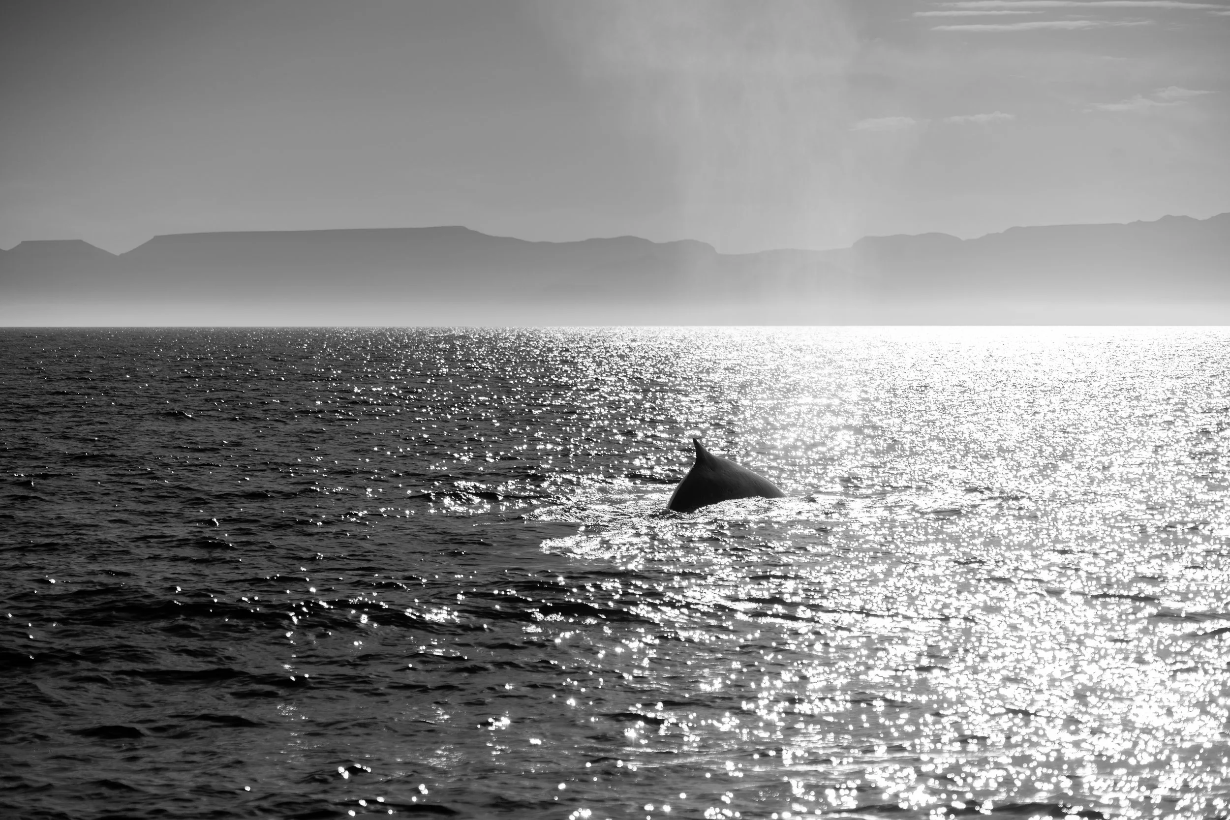 Whale 
