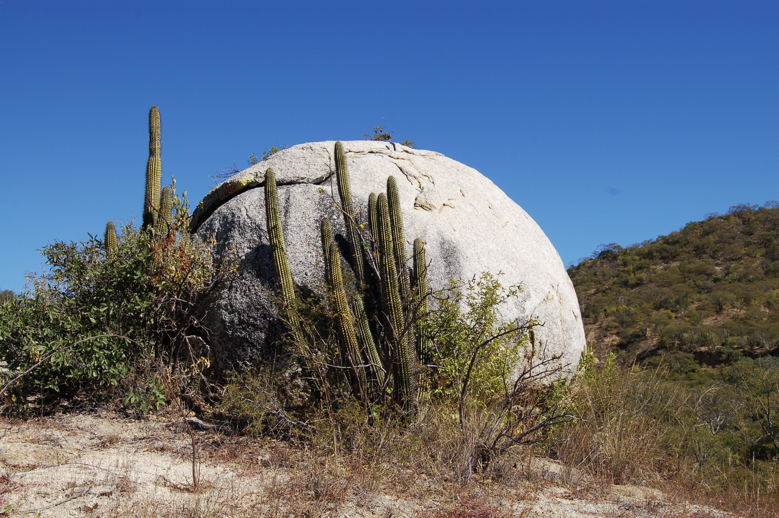 Large boulder with cacti and bushes in a desert landscape with clear blue sky.