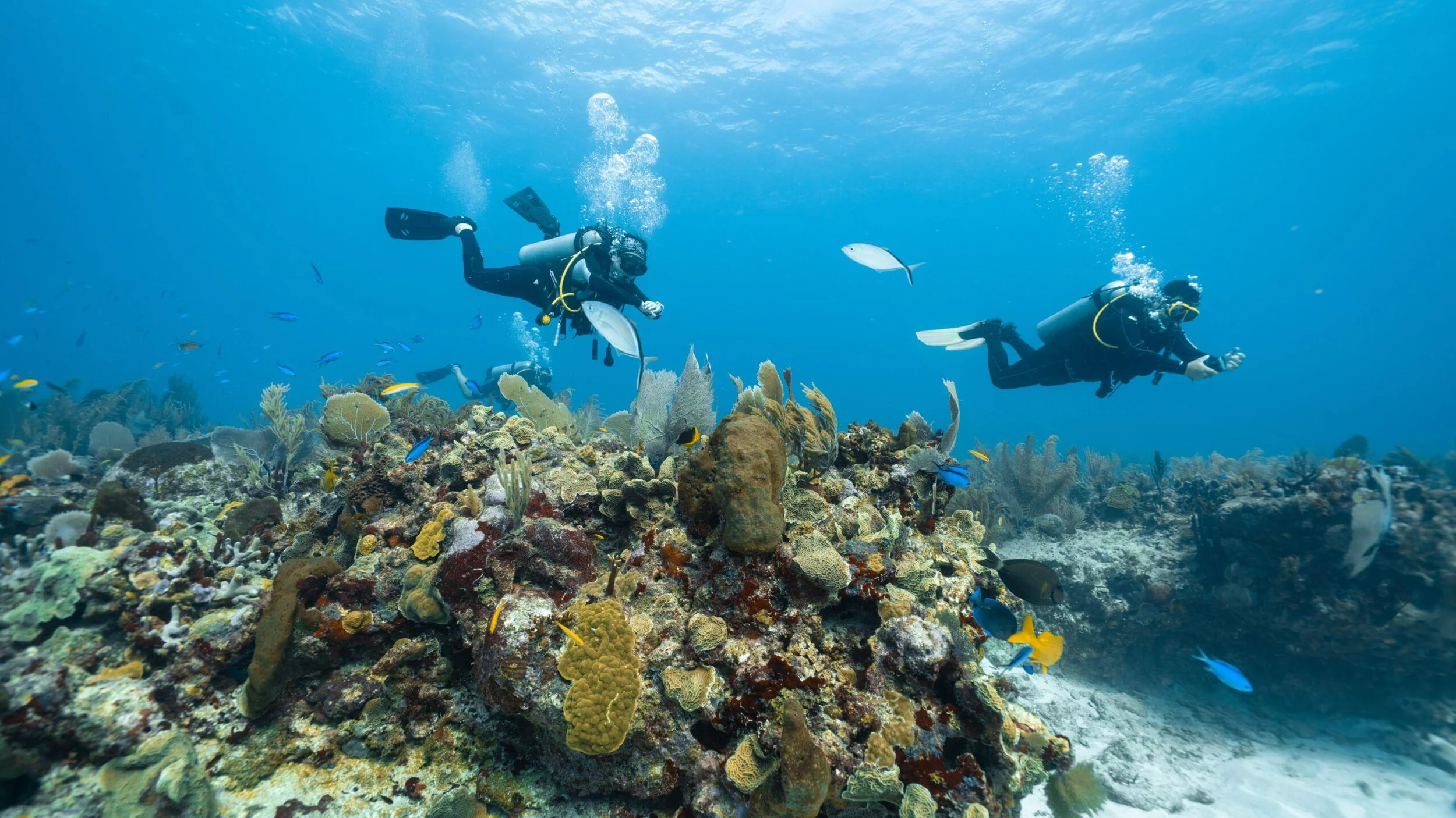 Two scuba divers exploring a vibrant coral reef underwater, surrounded by various colorful fish in clear blue water.