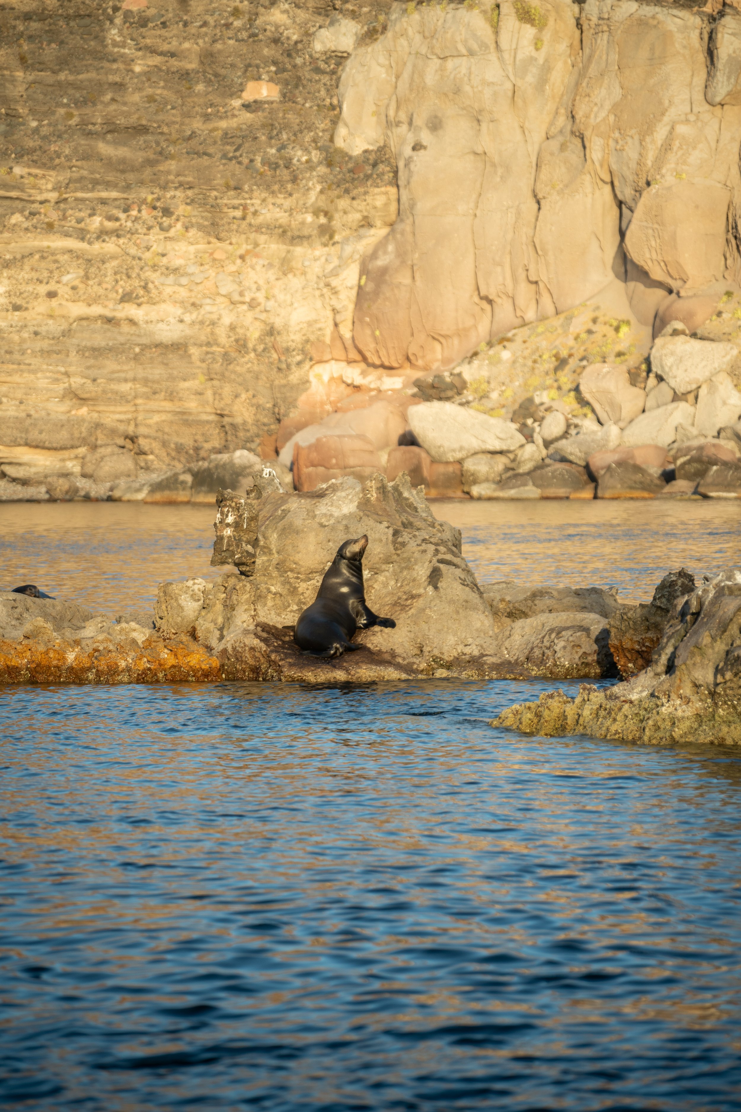 Seals resting on rocks near rocky cliffs by the water at sunset.