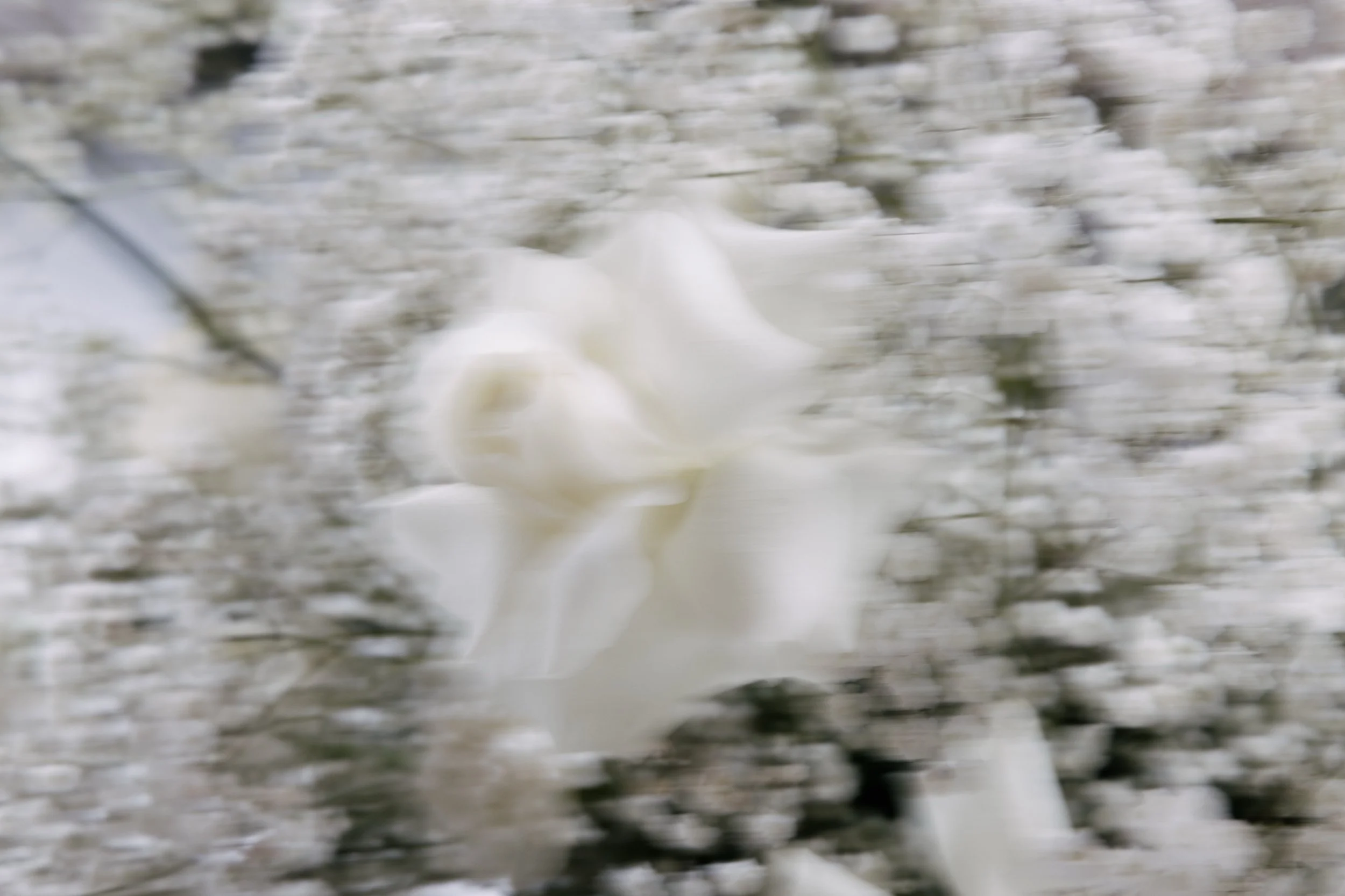 Blurred close-up of a white bird, possibly a swan, on a body of water with ripples.