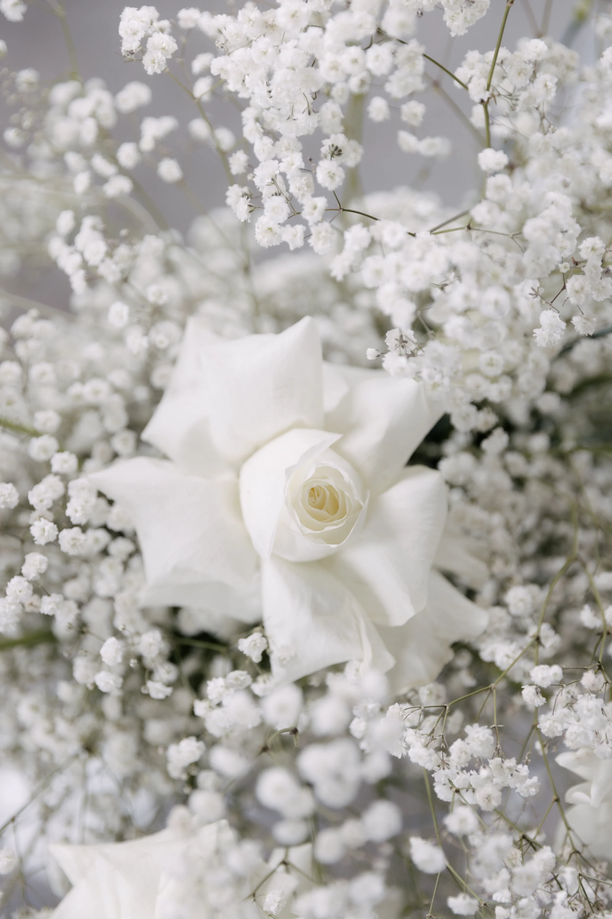 A close-up of white baby's breath flowers with a single white rose at the center.