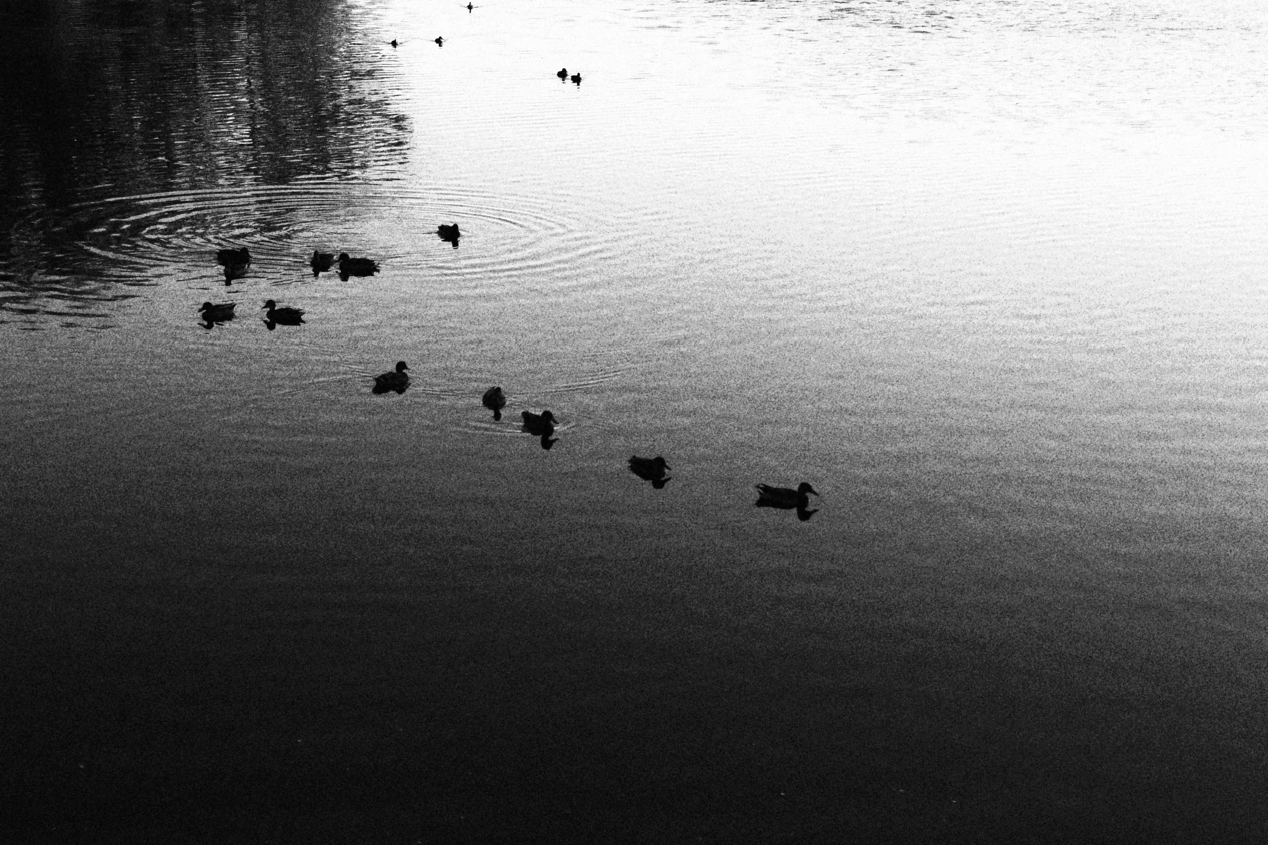 DUCKSINAROW.JPG