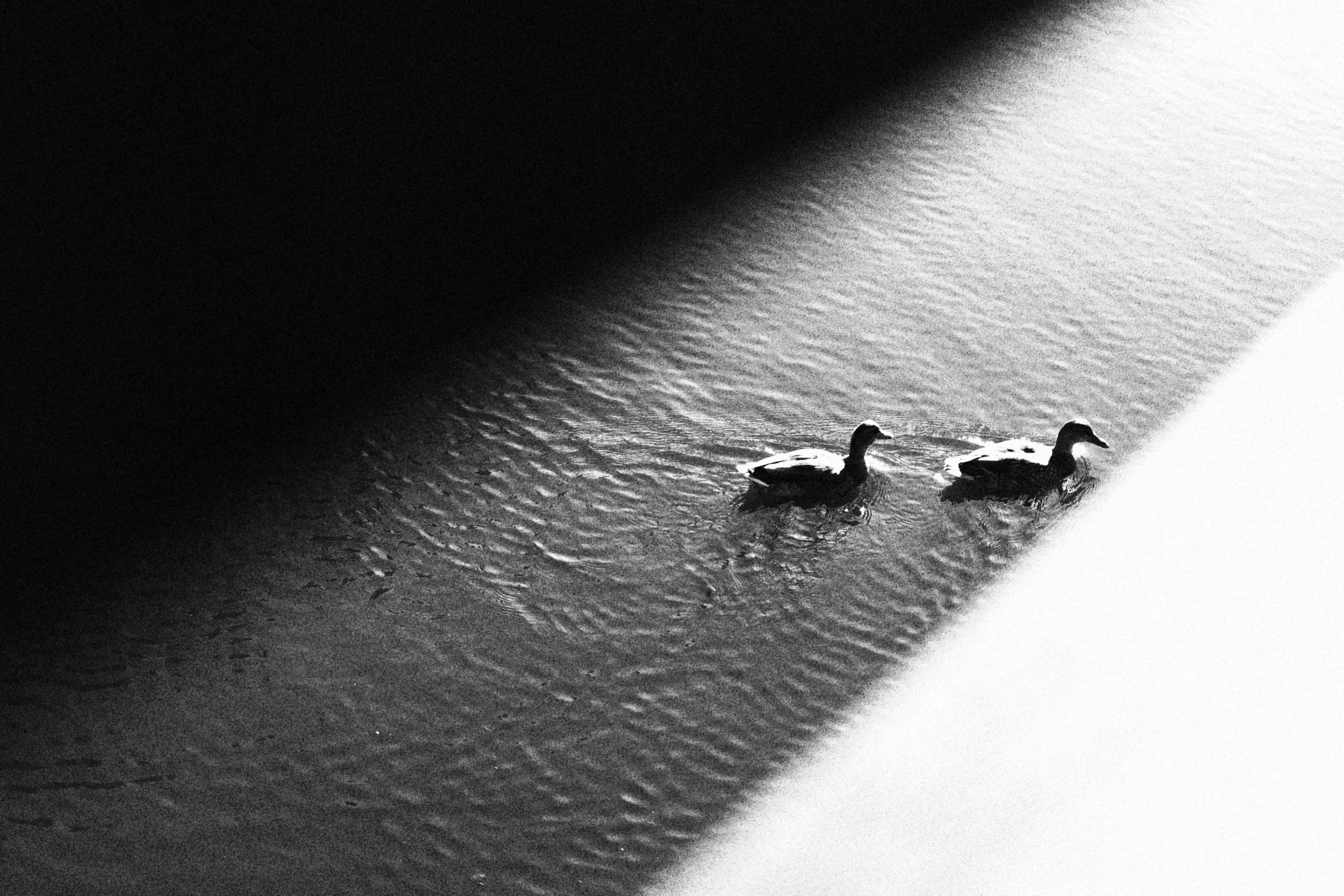 2DUCKS.JPG