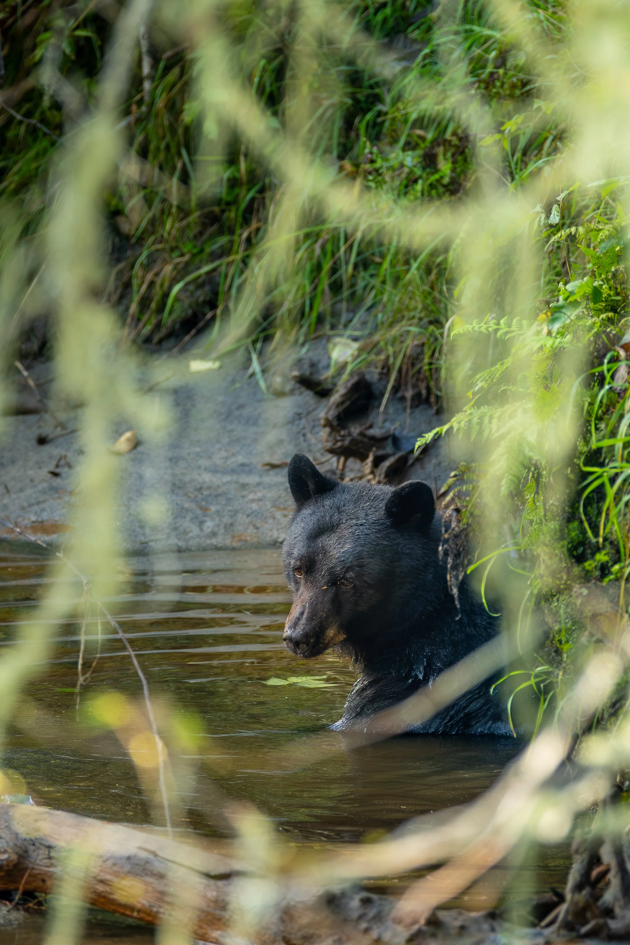 Black bear framed