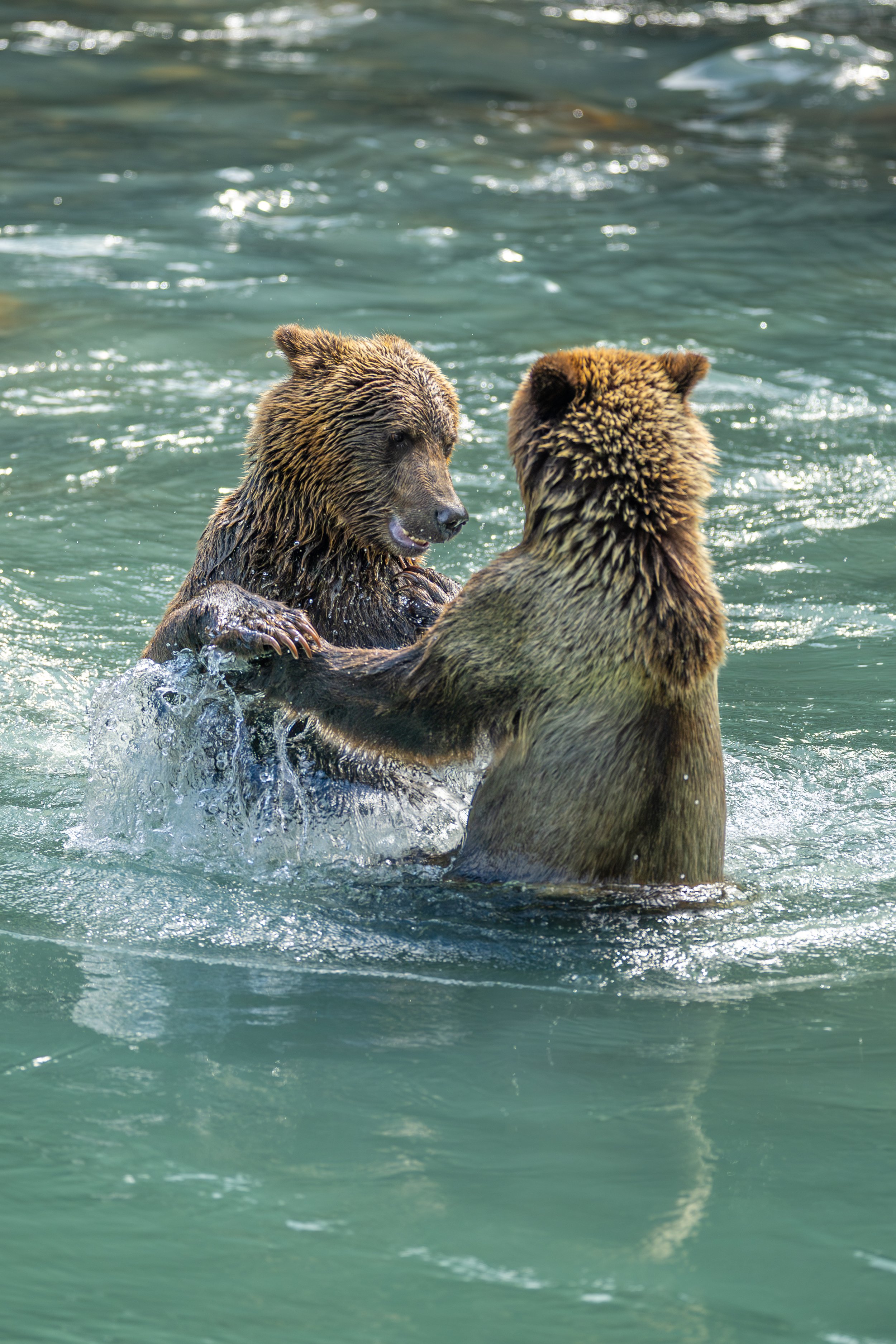 Cubs playing