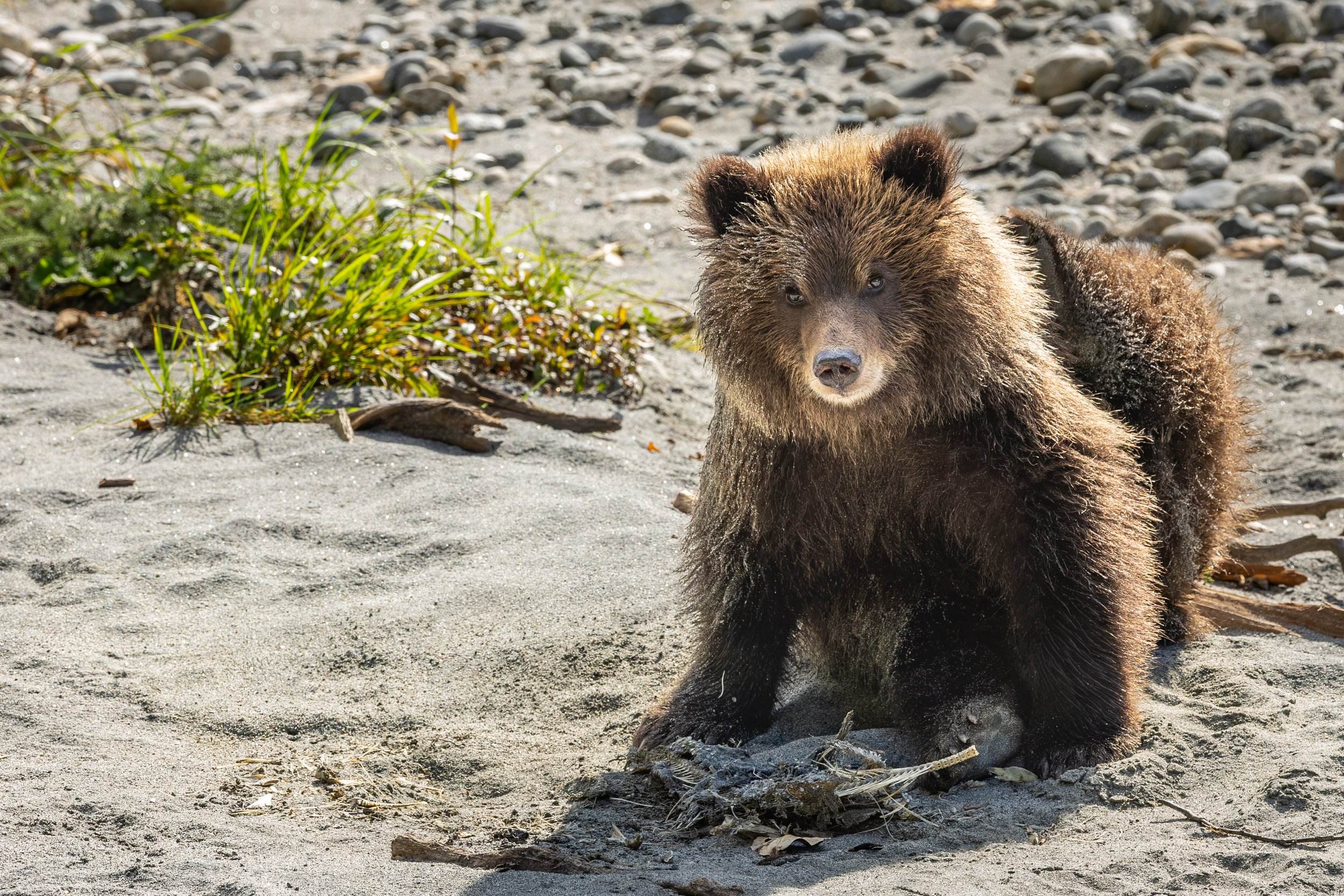 Cute Cub