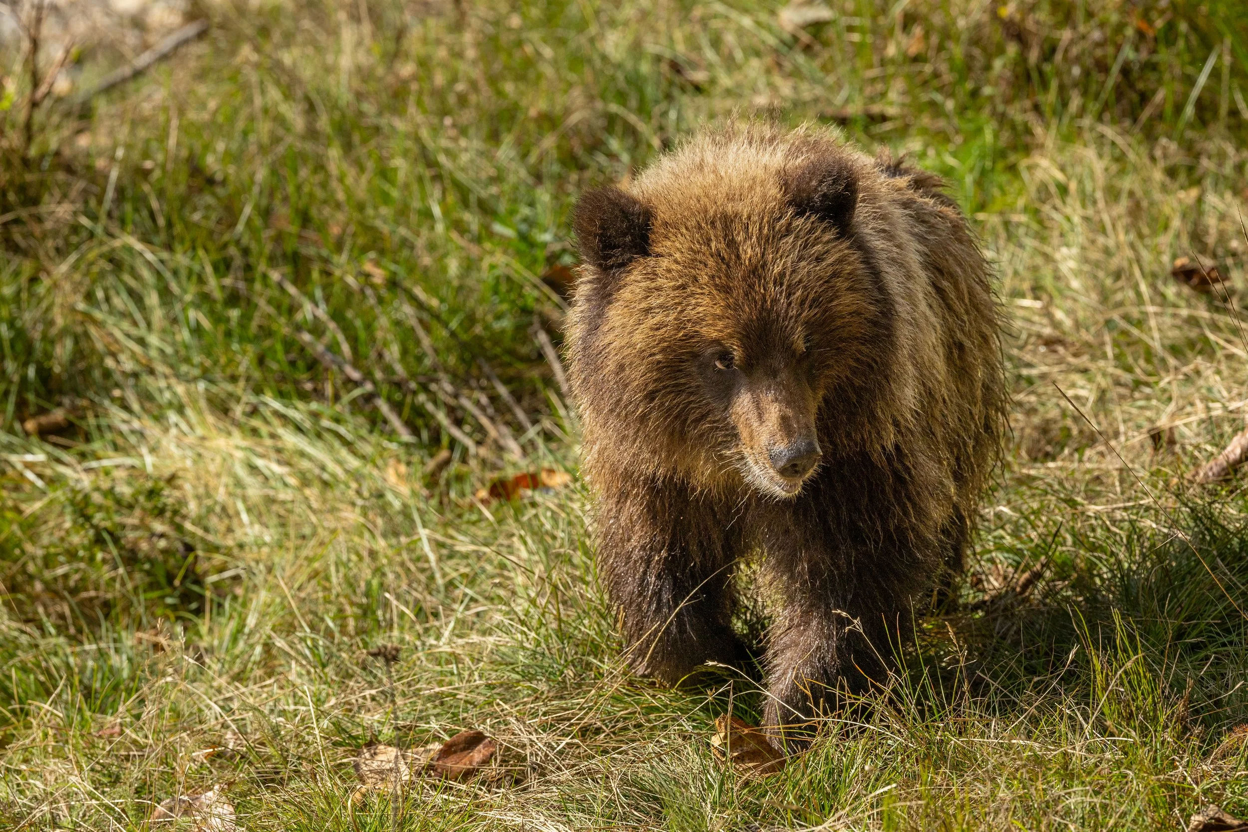 Up close cub